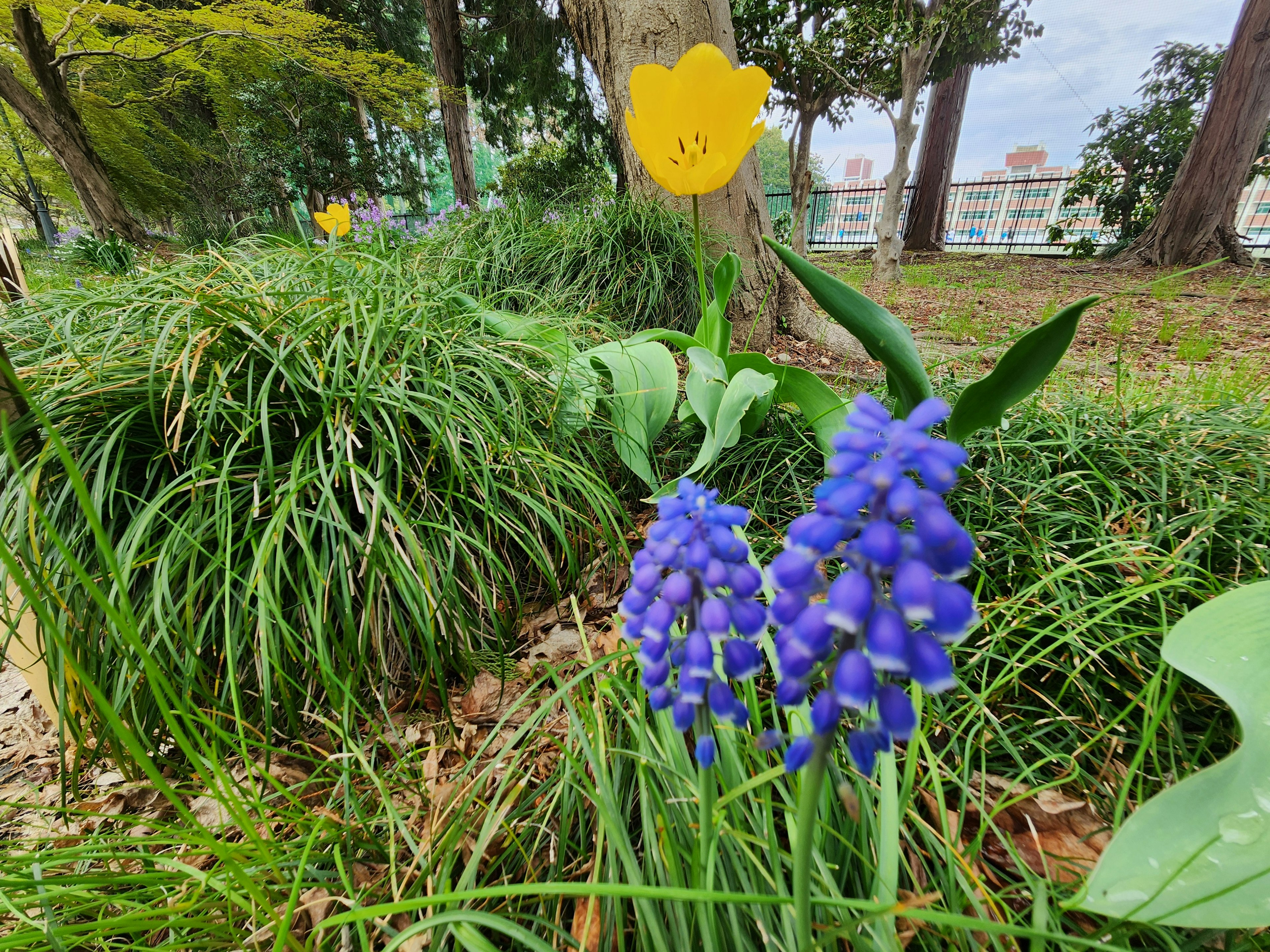 Eine Parkszenen mit lila Blumen und einer gelben Tulpe