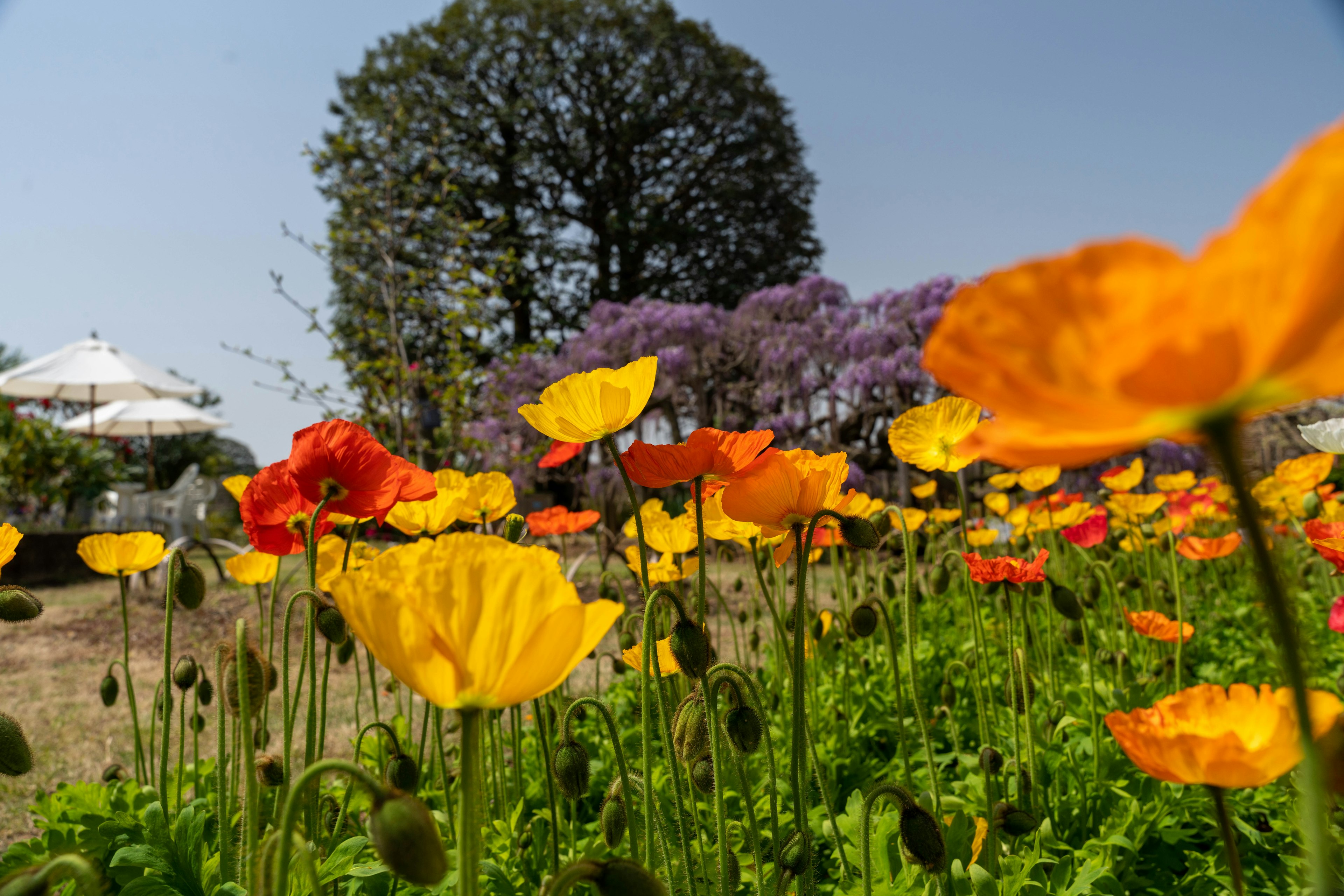 色とりどりの花が咲いている庭の風景 黄色い花々と紫の木が見える