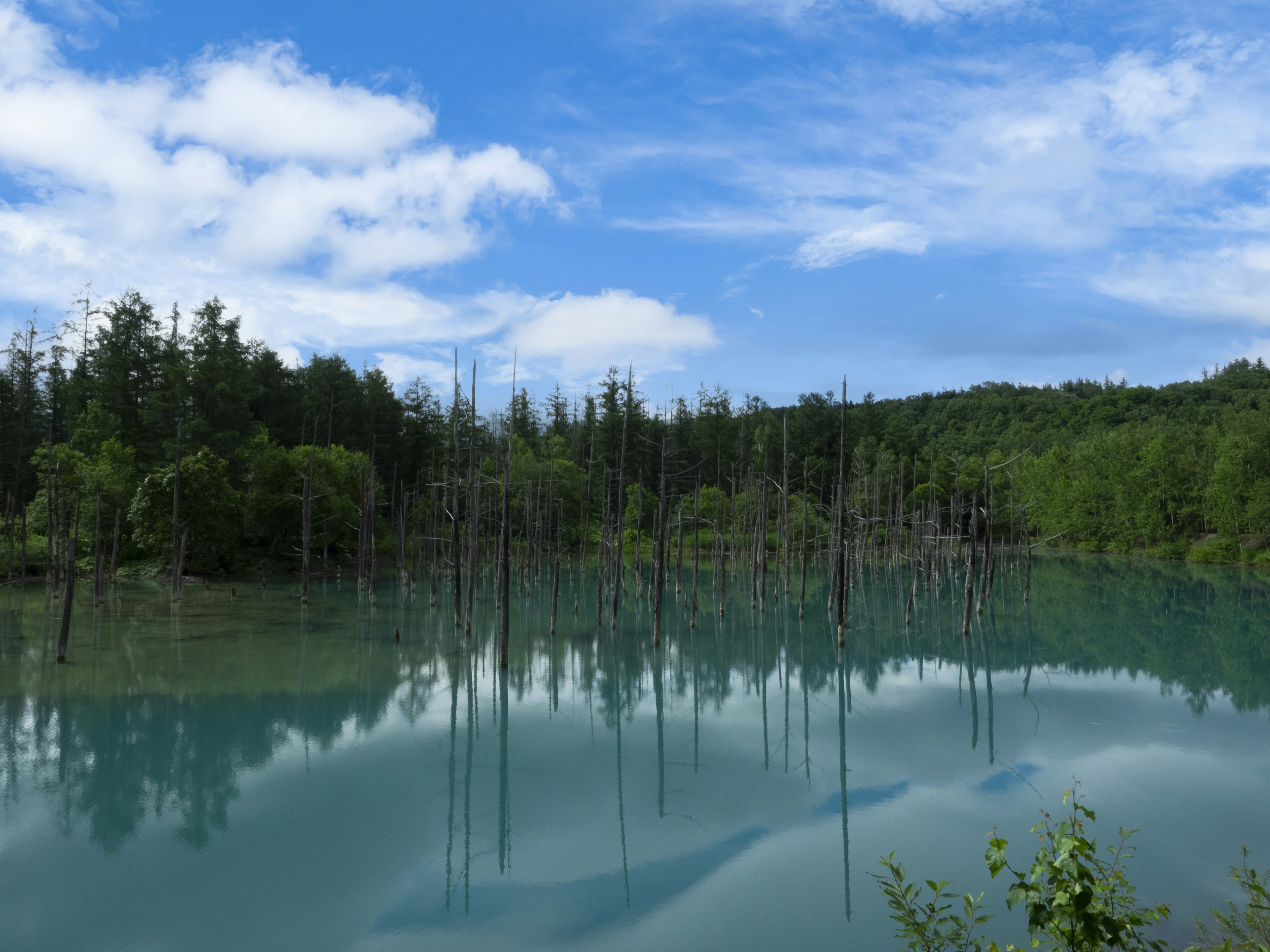 Paisaje con troncos de árboles sumergidos reflejados en agua turquesa rodeada de vegetación