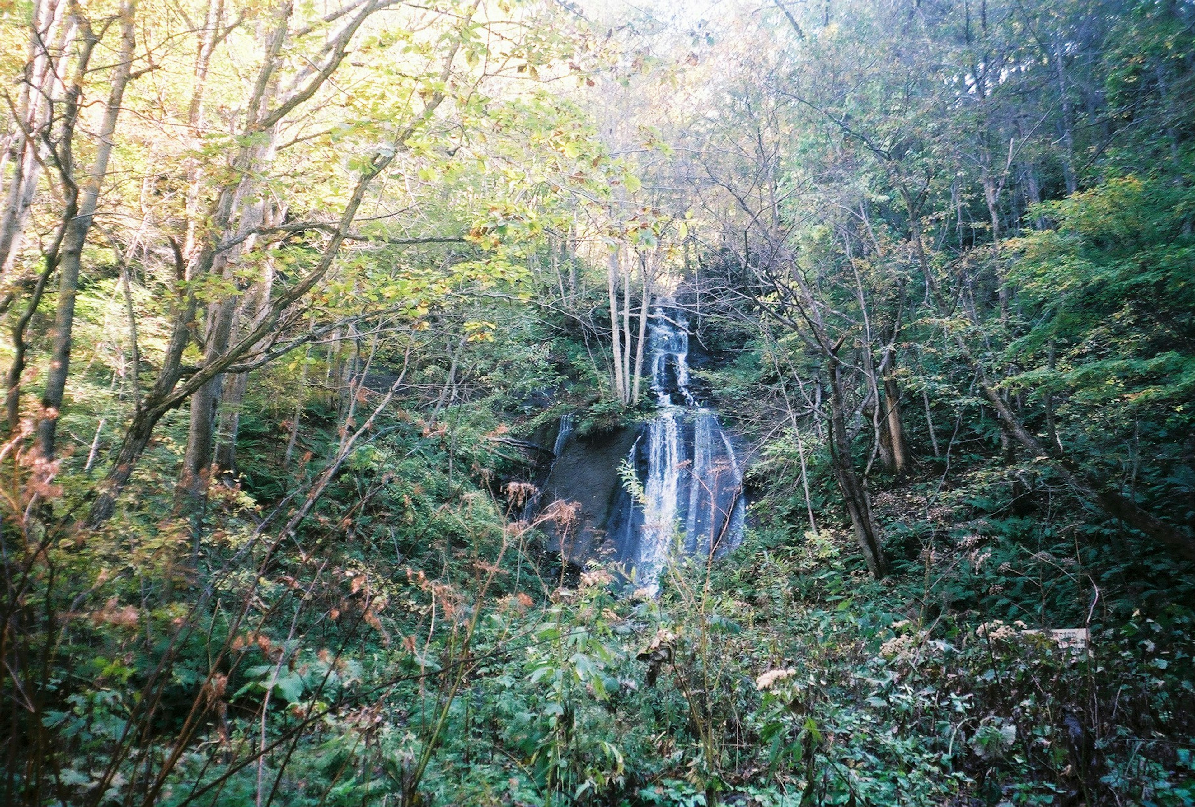 緑豊かな森林の中にある滝の風景