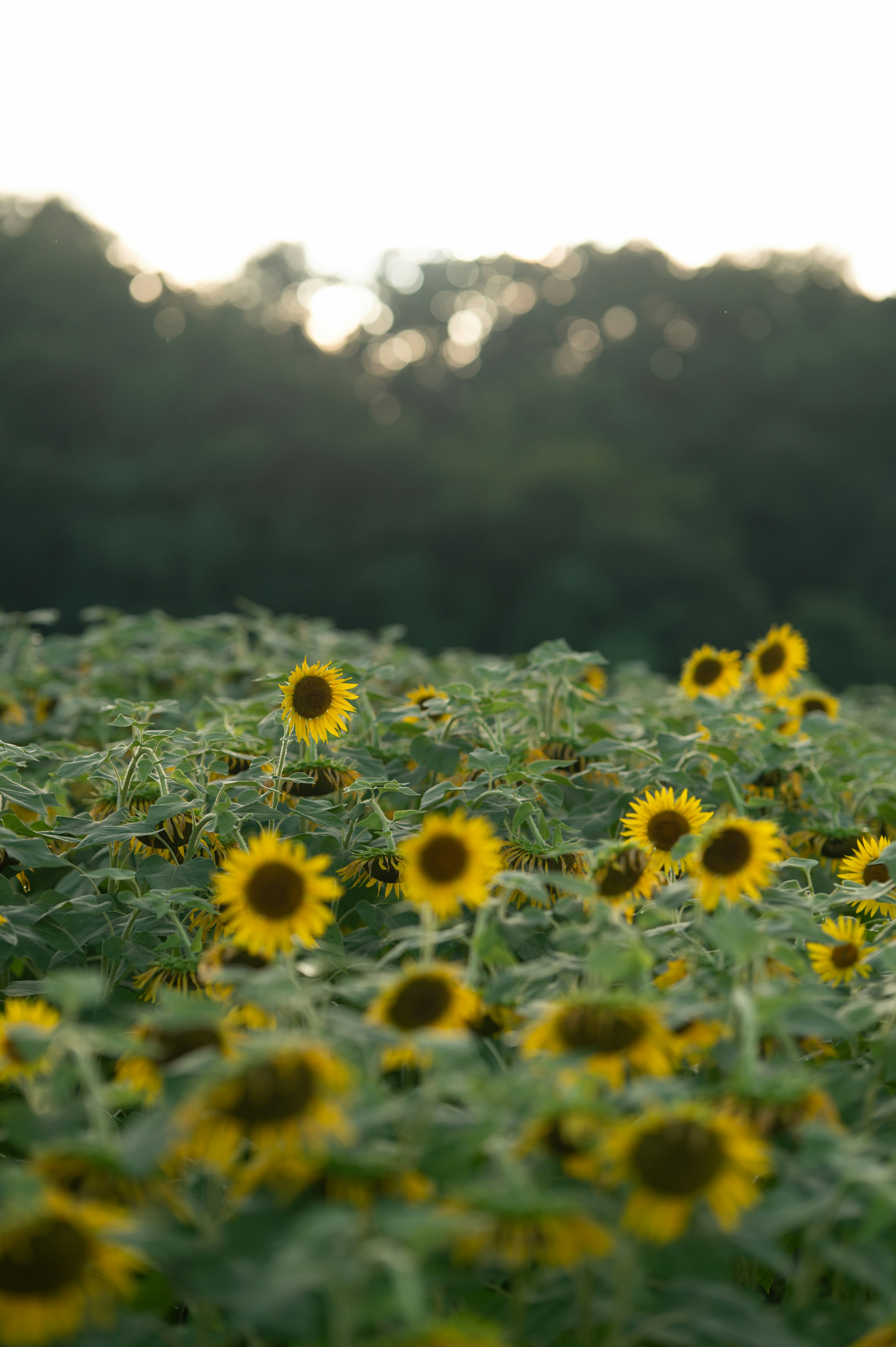 ひまわり畑の黄花が広がる風景と背景の木々