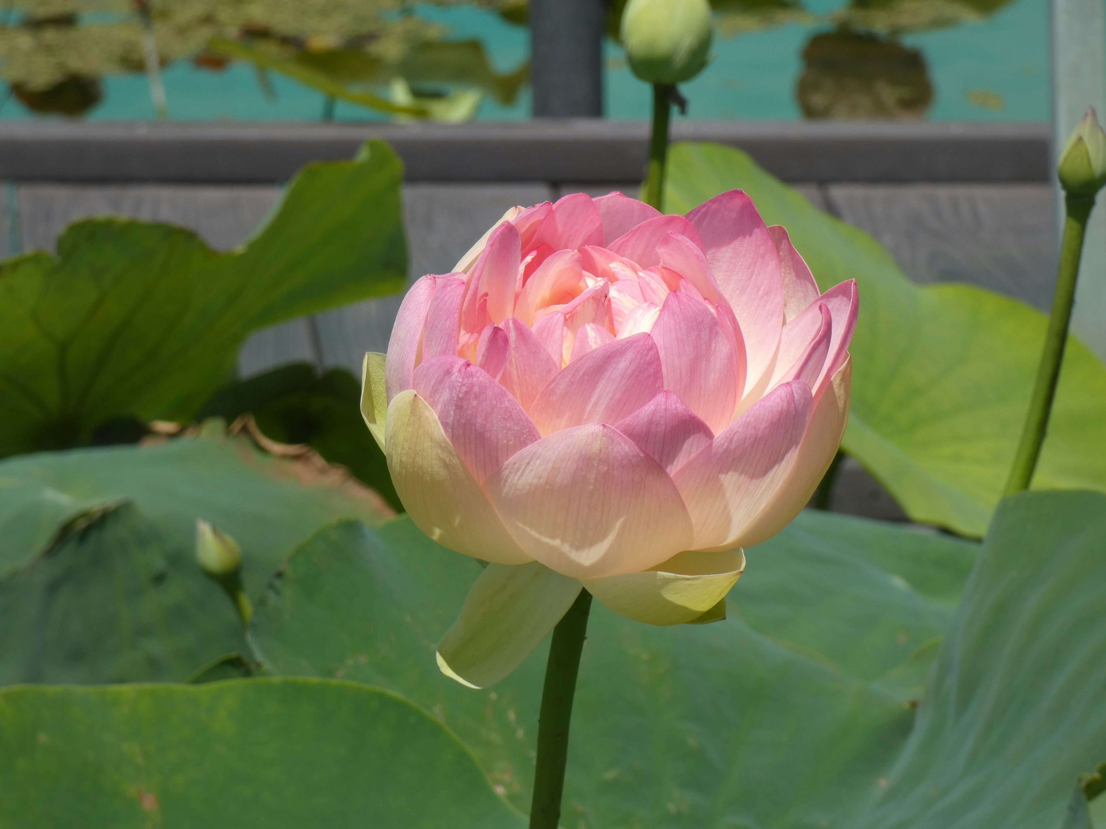 Bunga teratai pink yang indah mekar di dekat kolam biru