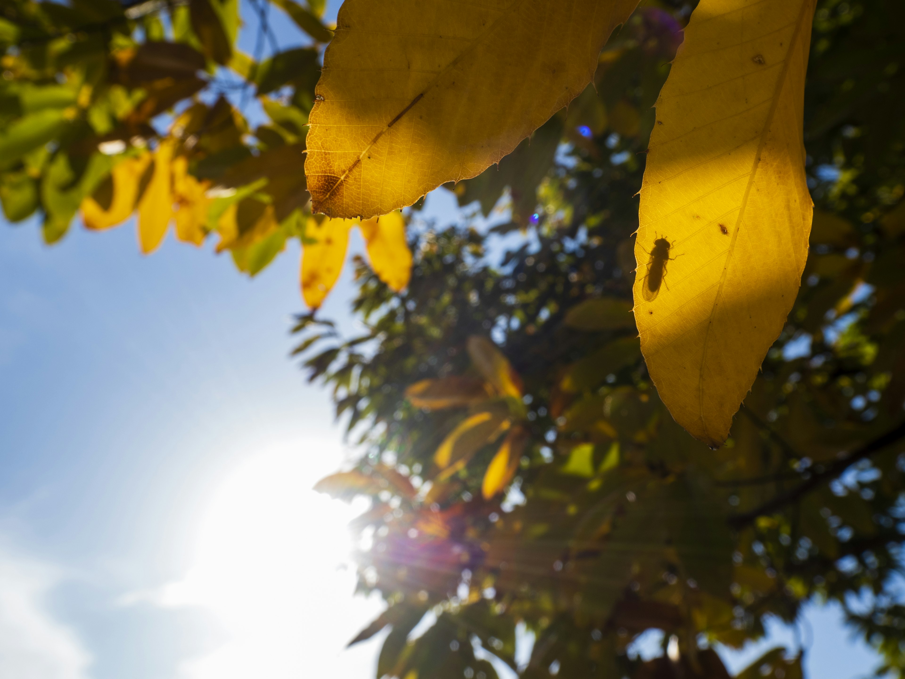 Hojas amarillas vibrantes contra un cielo azul