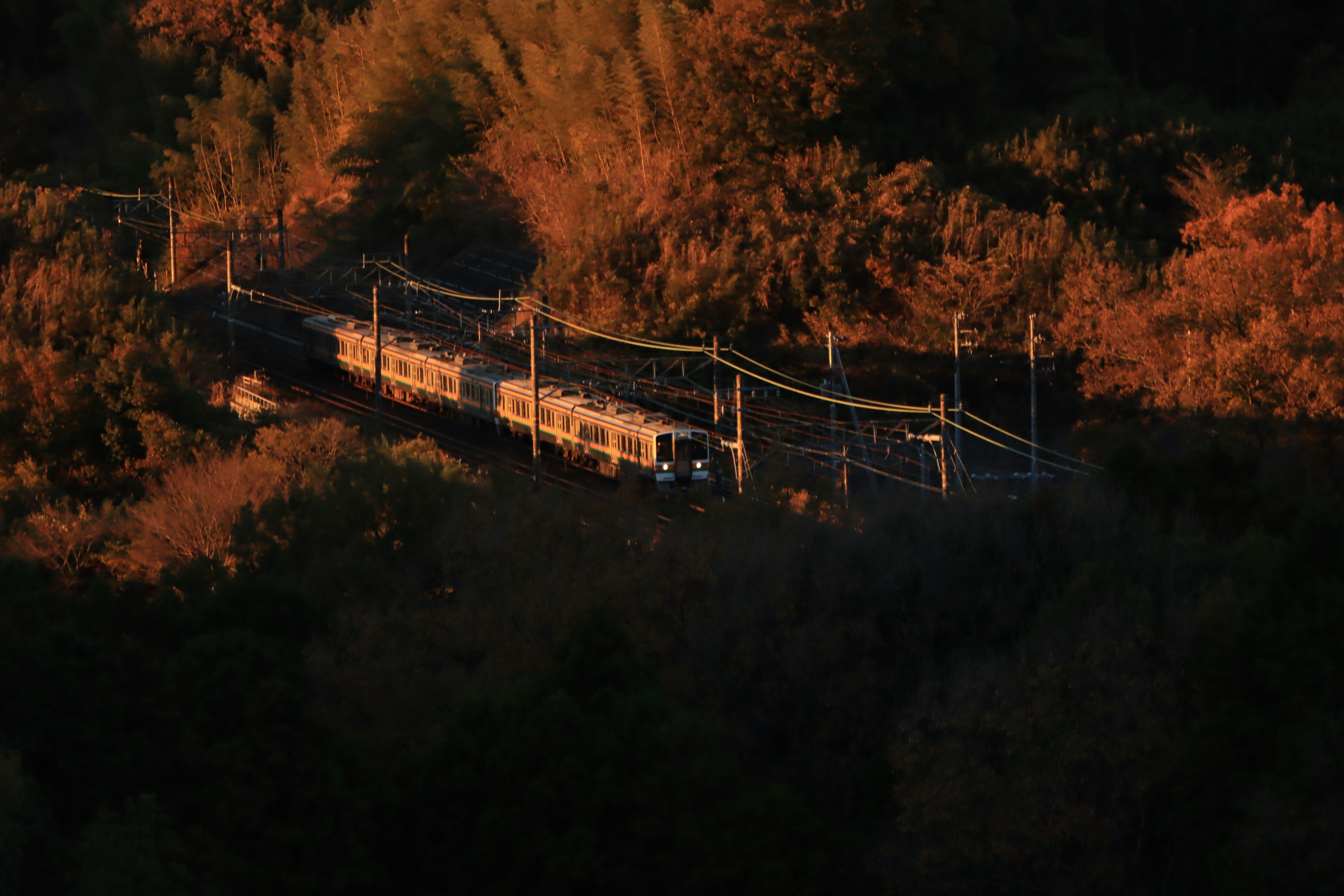 Train voyageant à travers une forêt au coucher du soleil