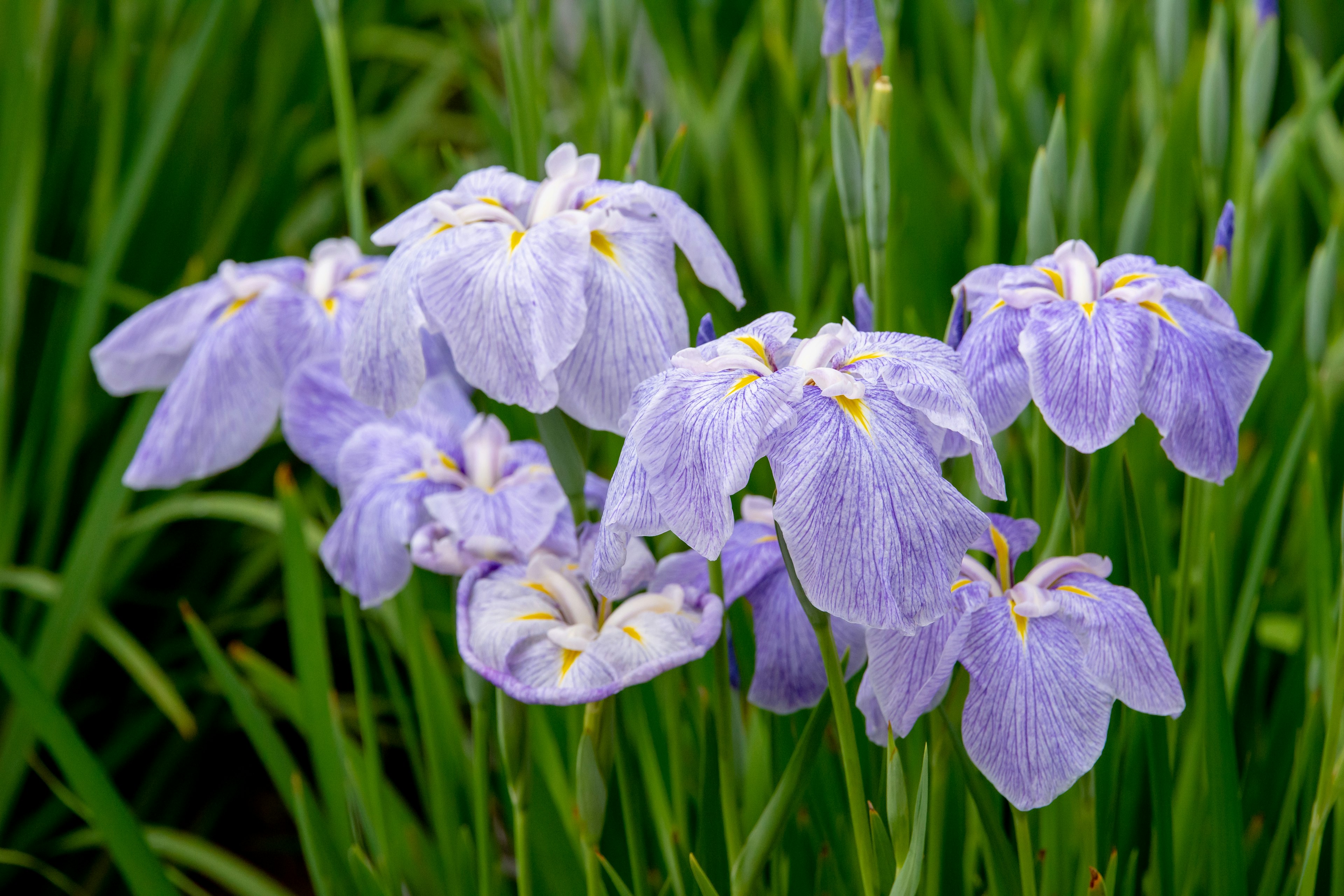 Grupo de flores de iris con pétalos lavanda rodeado de hojas verdes