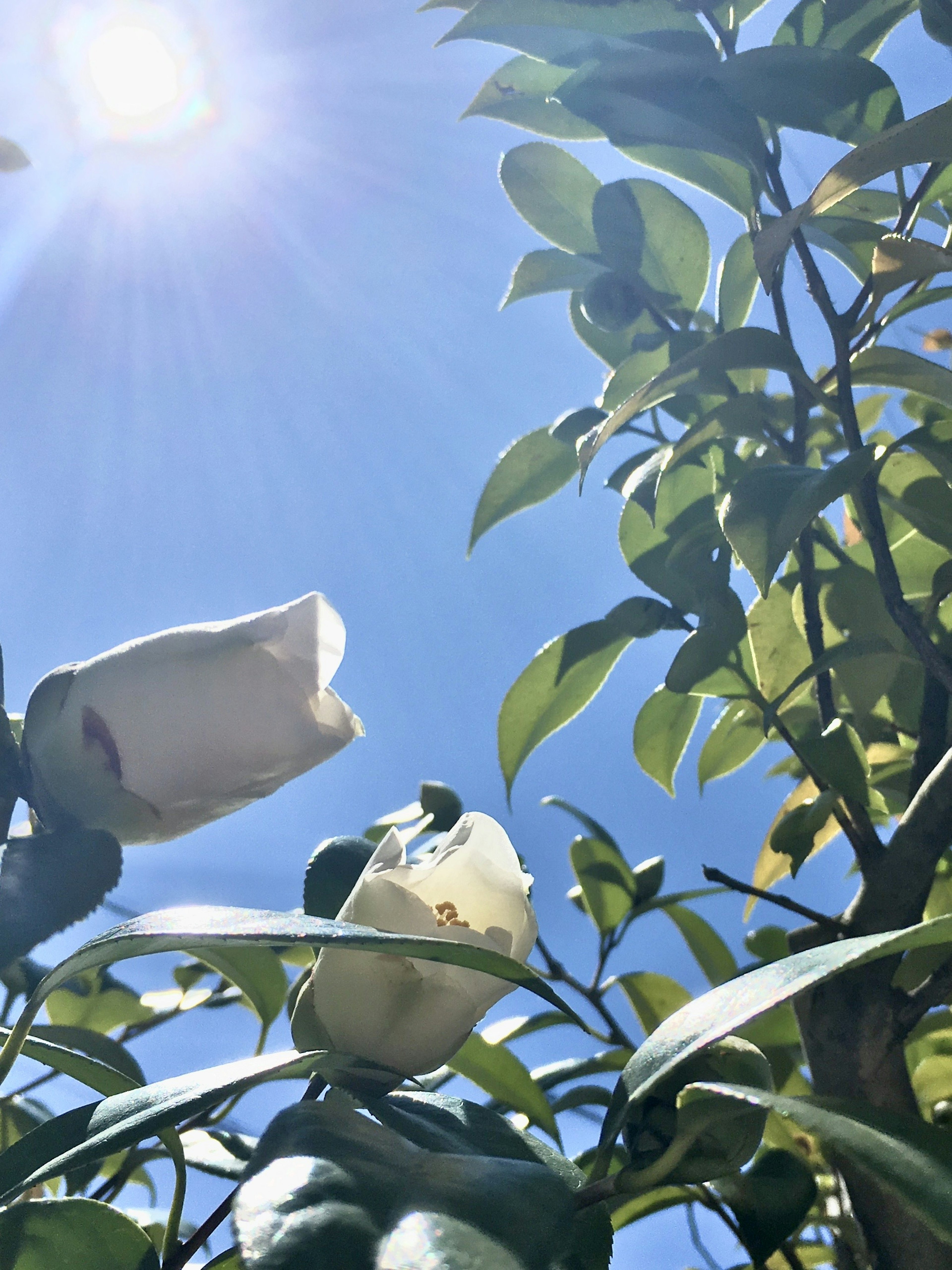 Weiße Blumen und grüne Blätter unter einem klaren blauen Himmel