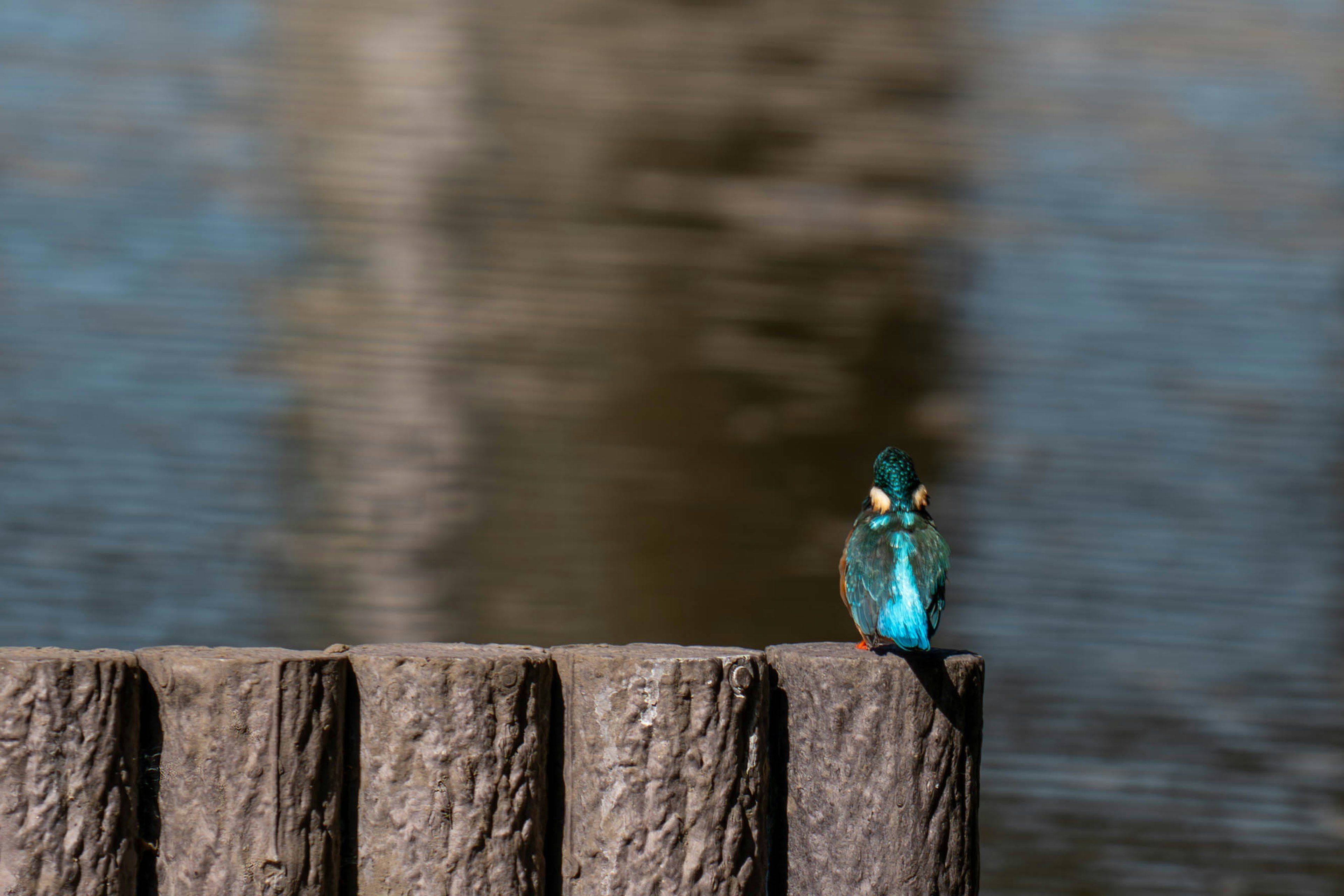 水辺の木の杭に止まる青い鳥の姿