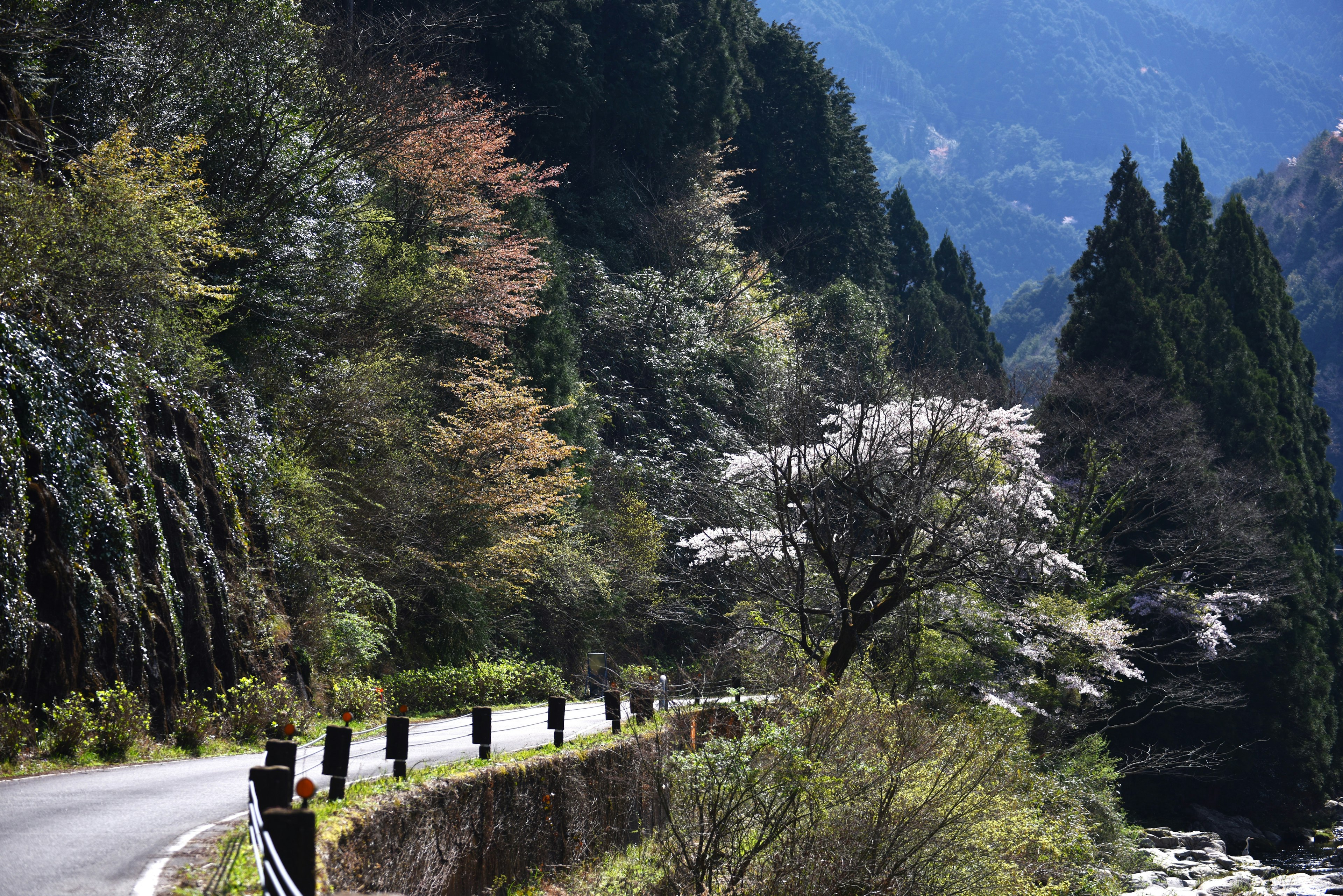 緑豊かな山道に沿った桜の木と山々の風景