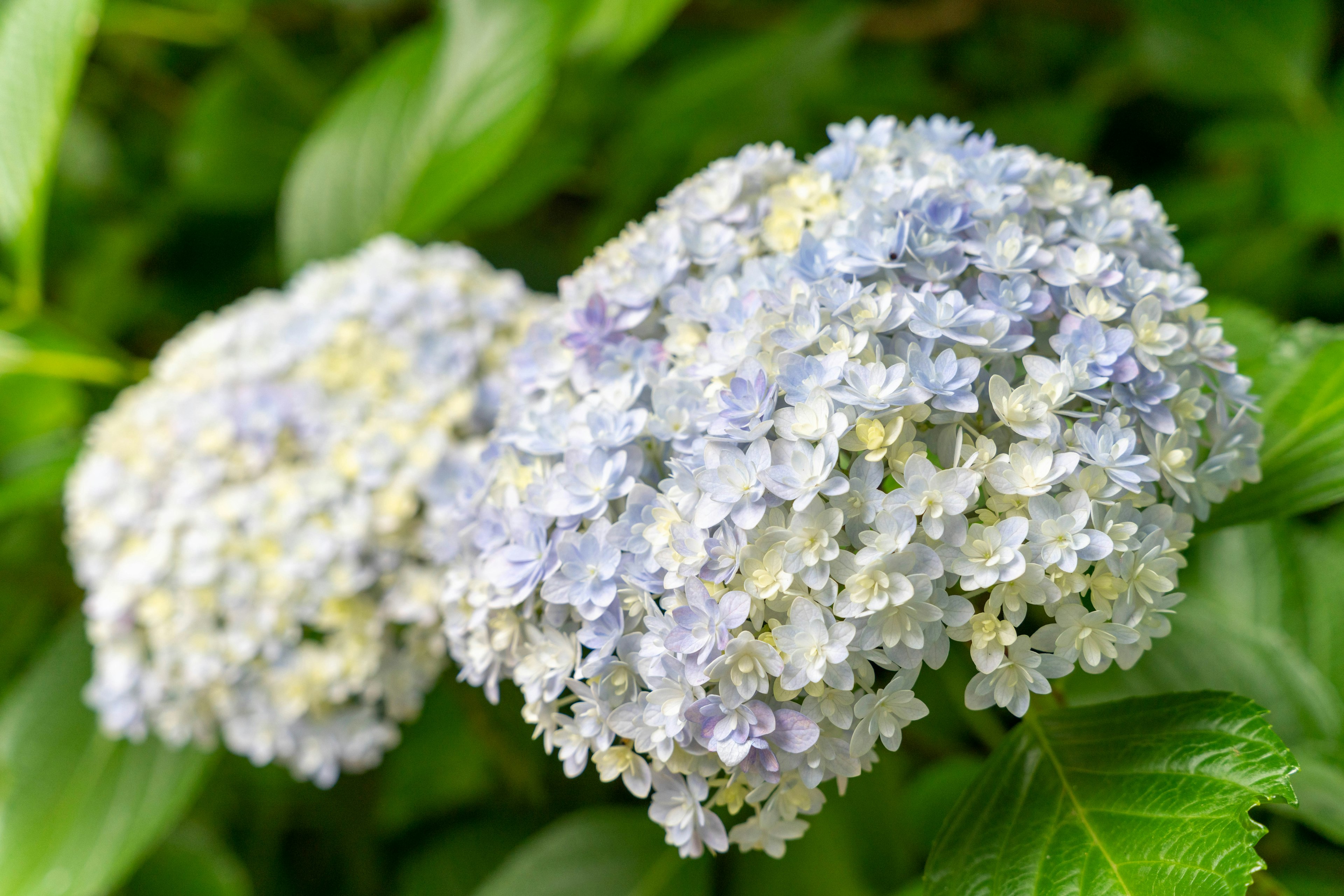 Blaue und weiße Hortensienblüten blühen zwischen grünen Blättern