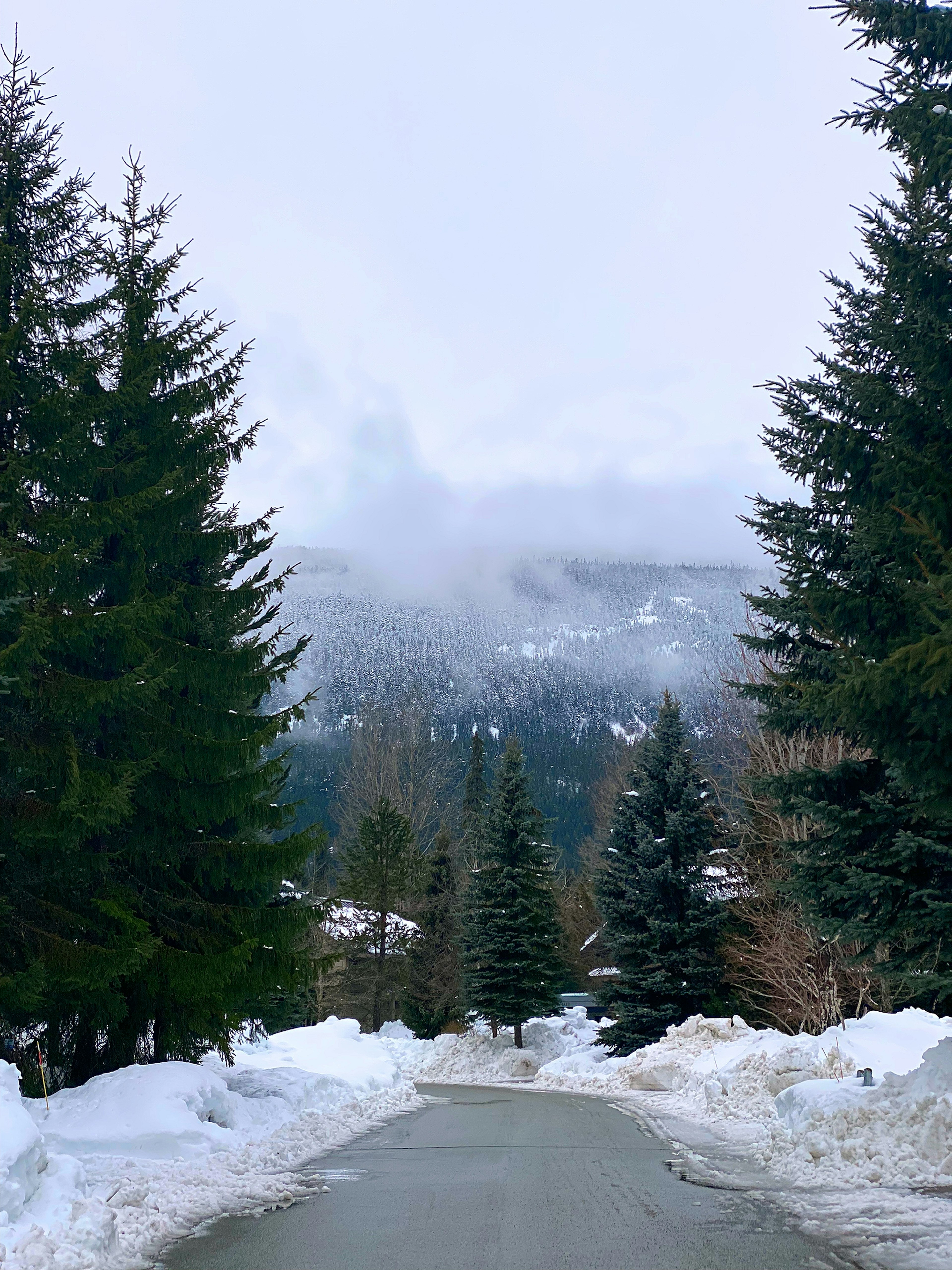 被雪覆蓋的道路兩旁是高大的松樹