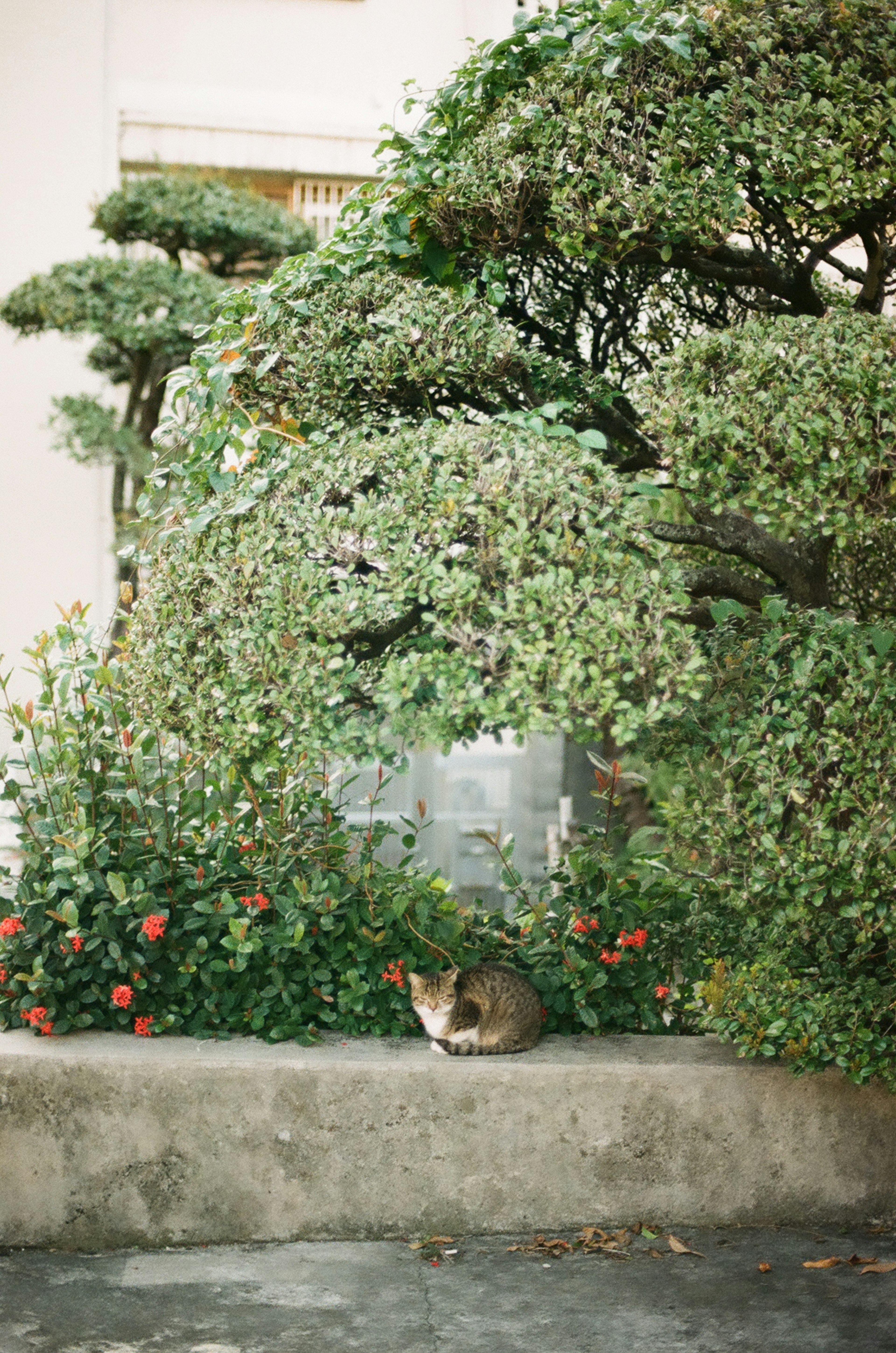 Gray cat sitting among lush green plants and flowers