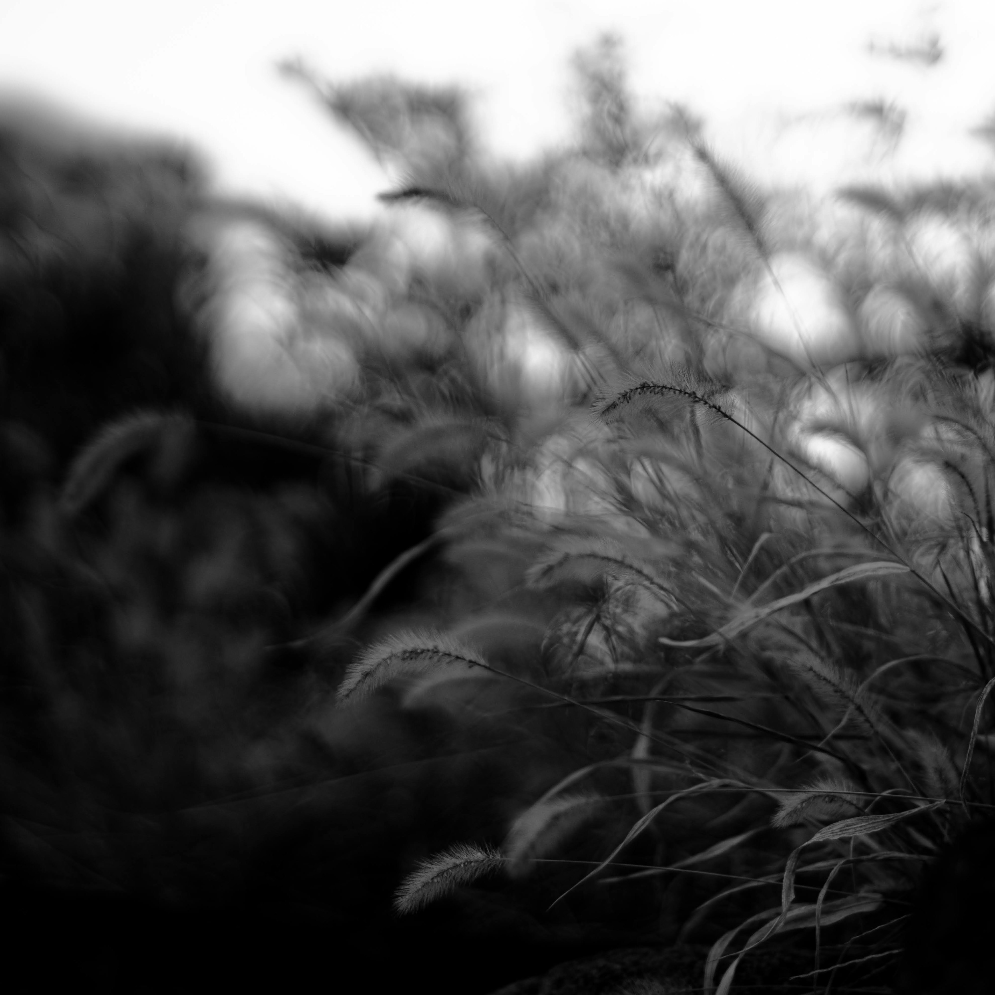 Hojas de hierba borrosas en un fondo en blanco y negro