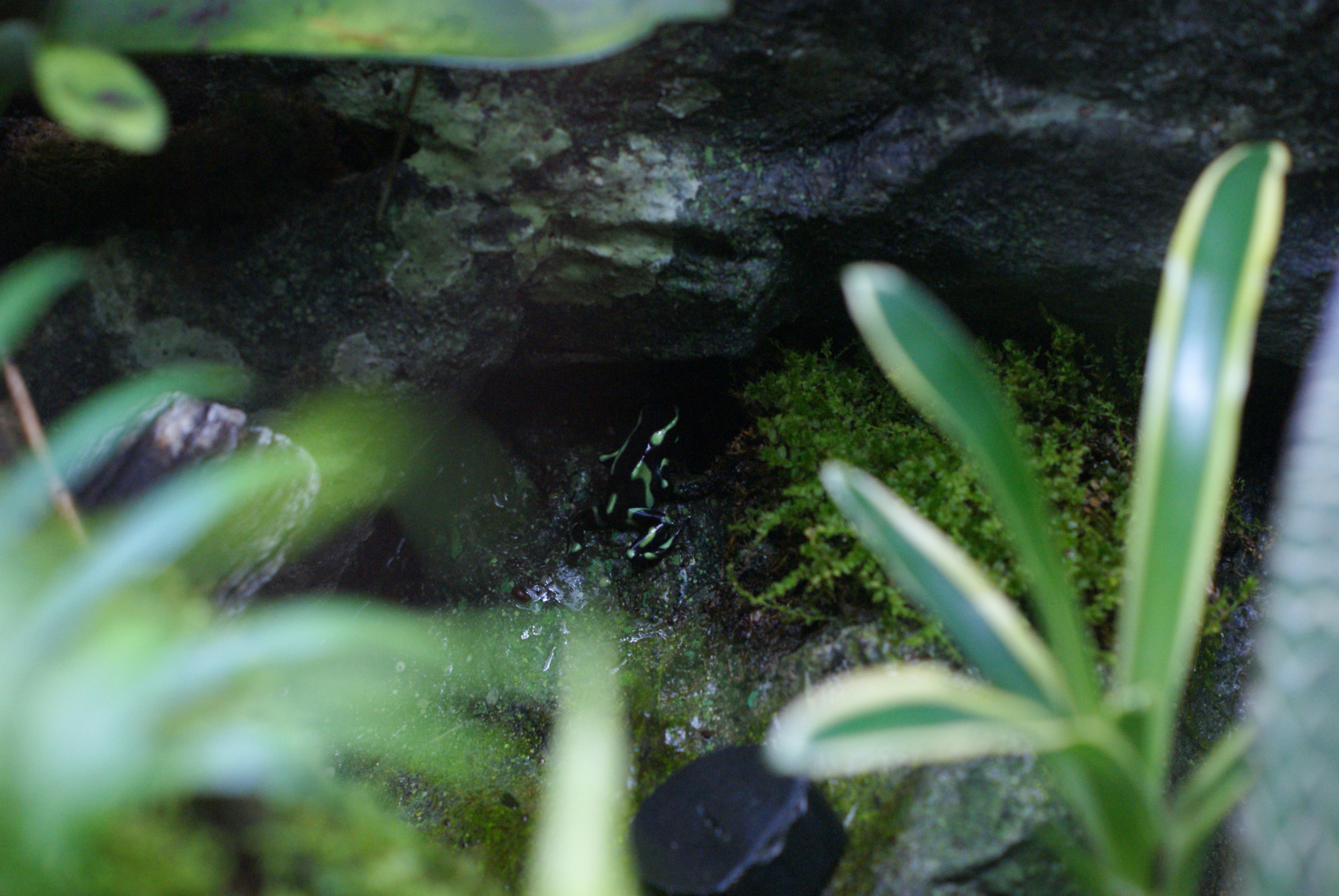 Ein kleiner Frosch, der zwischen Felsen und grünen Pflanzen versteckt ist