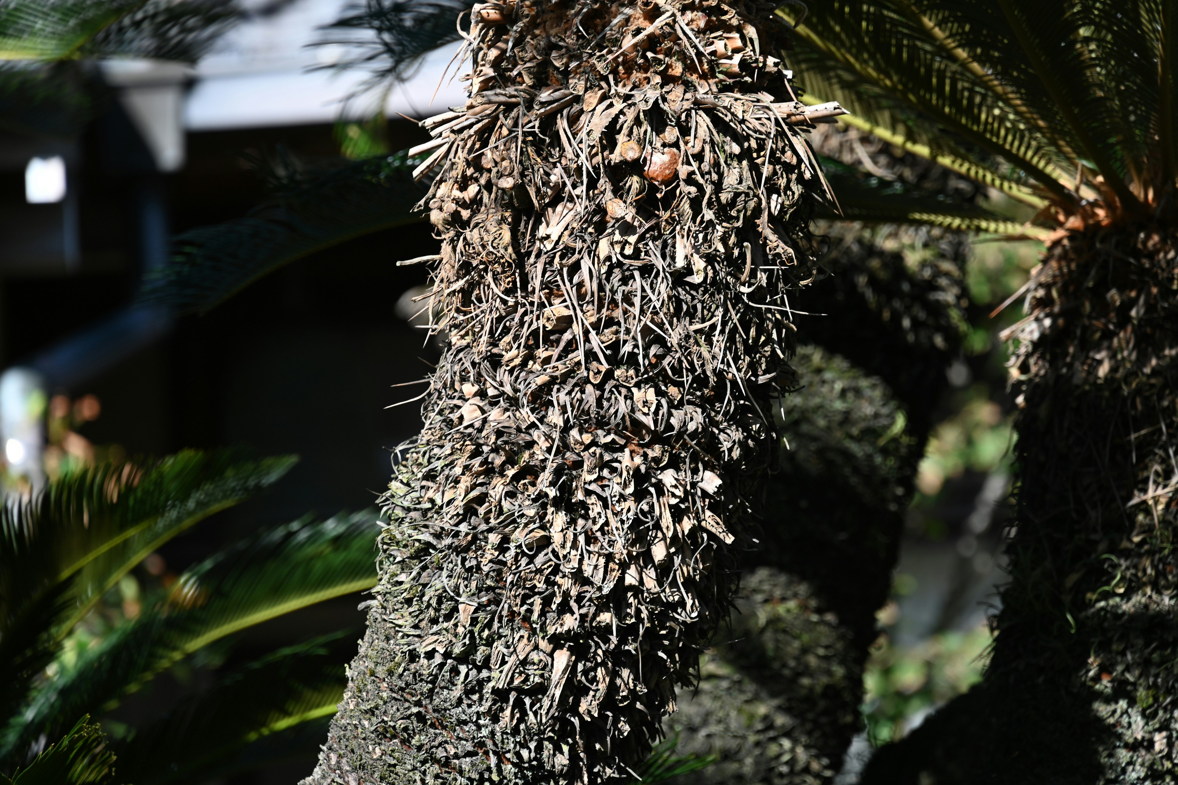 Primo piano di un tronco d'albero coperto di muschio e texture vegetali dettagliate