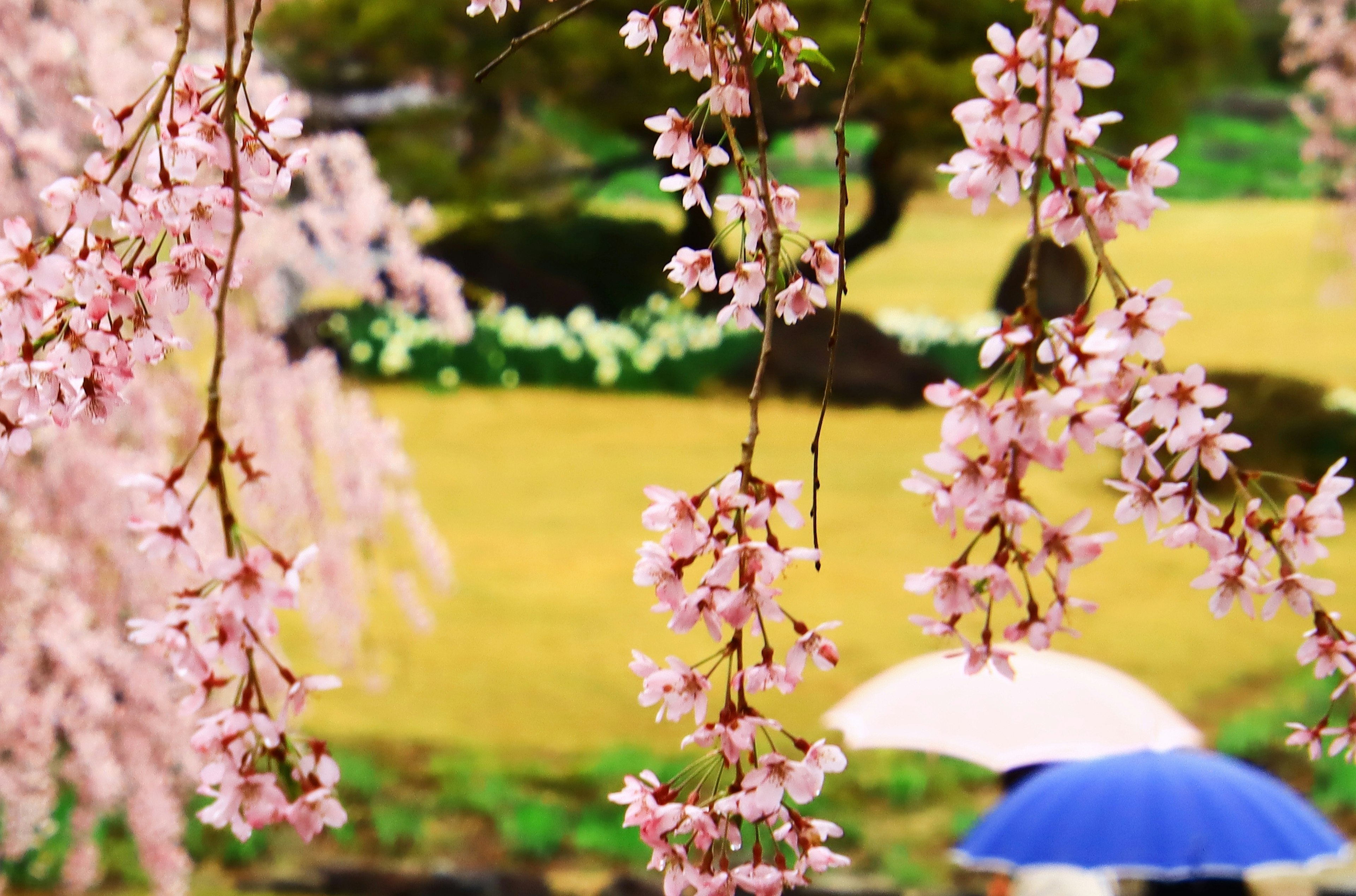 Scène magnifique avec des cerisiers en fleurs et un parapluie