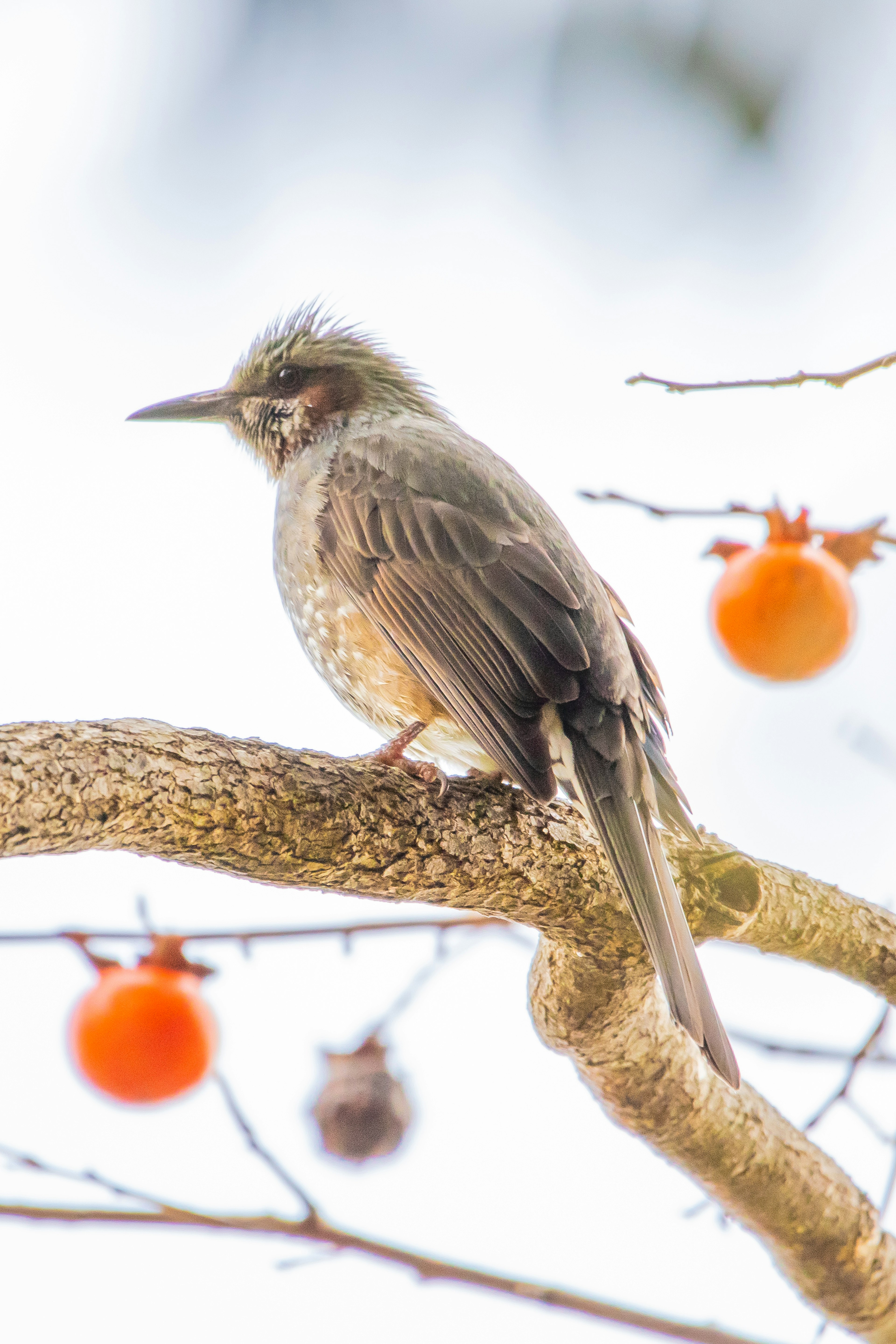 枝に止まる鳥とオレンジ色の果物