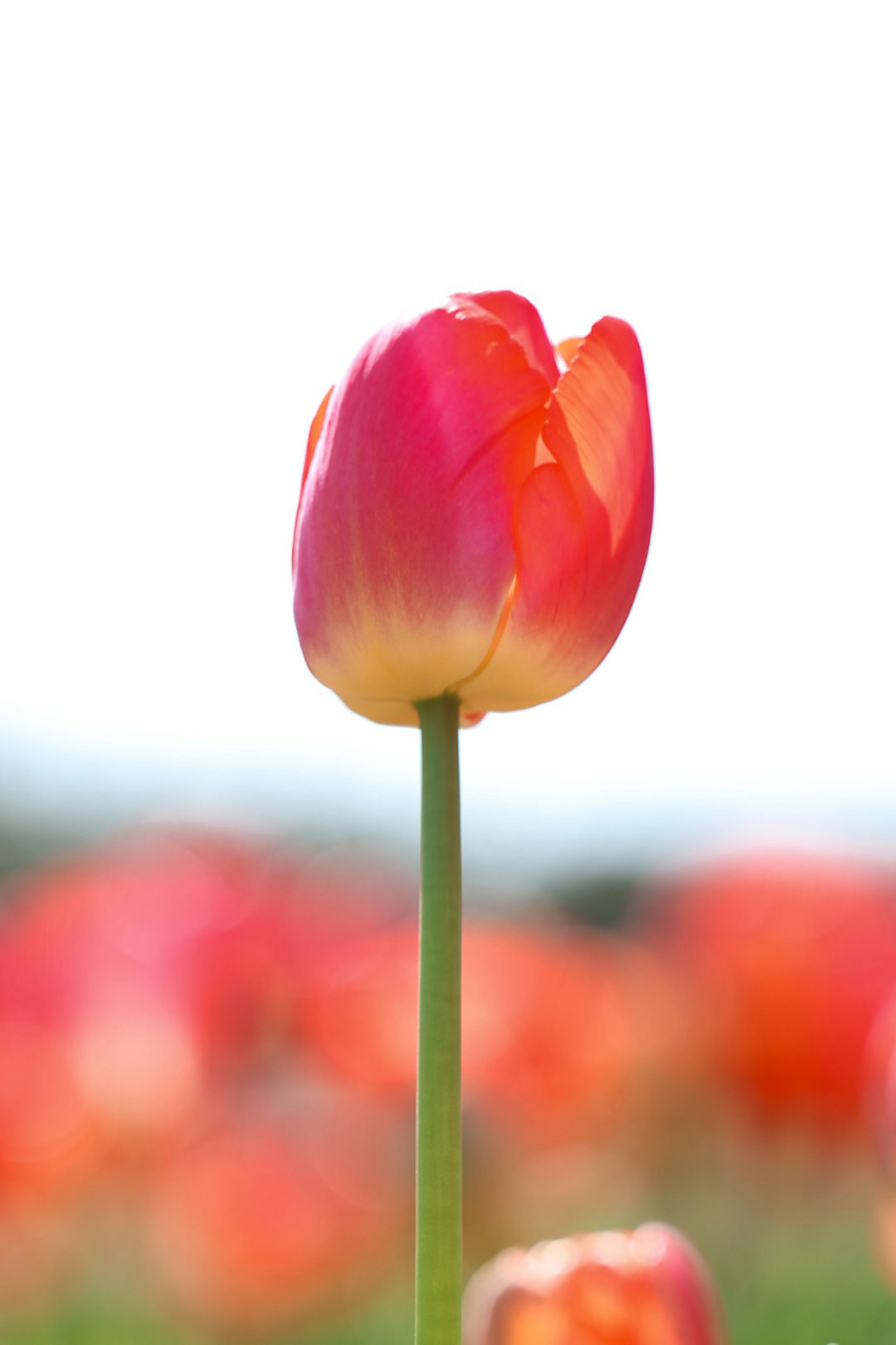 Lebendige rosa und orange Tulpenblüte vor einem sanften Hintergrund