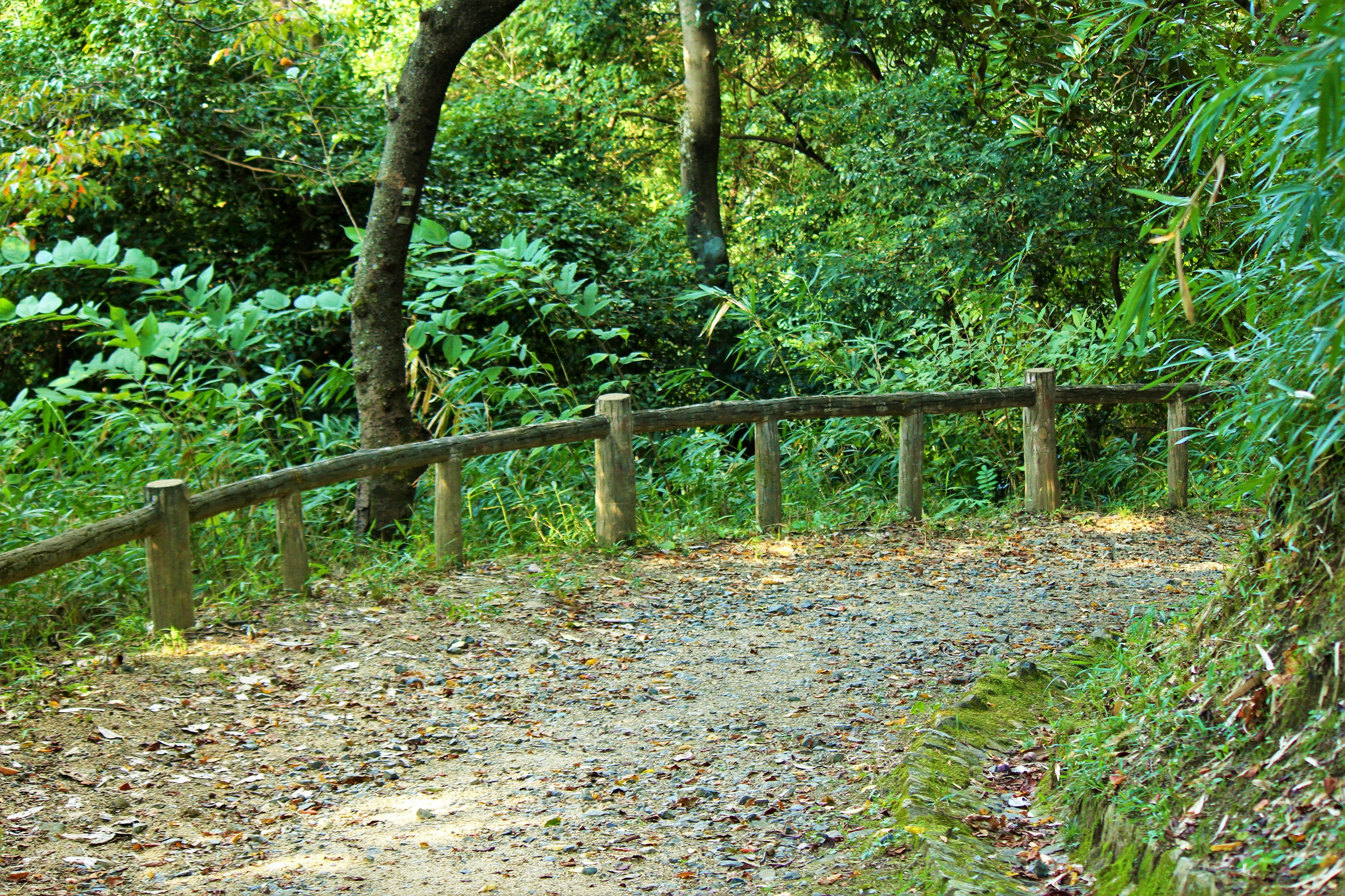 A winding path surrounded by lush greenery and a wooden fence