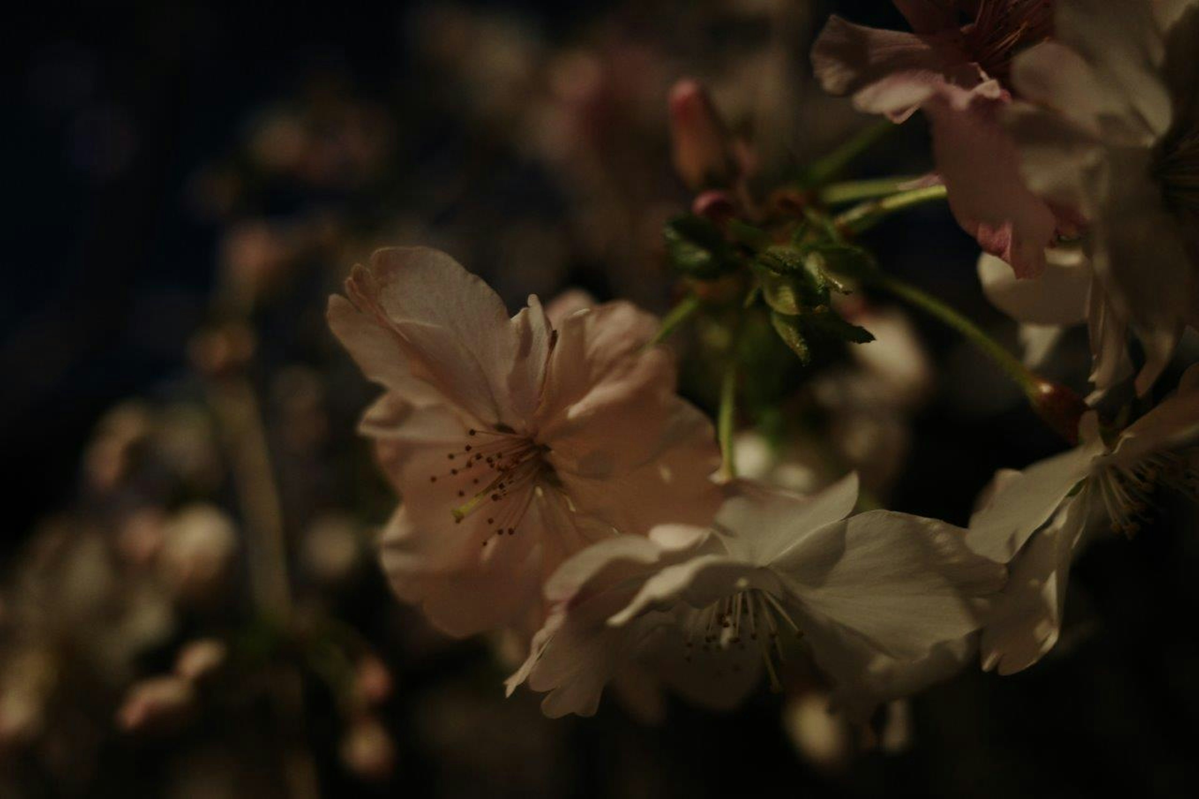 Hermosa escena de flores de cerezo suavemente iluminadas por la noche