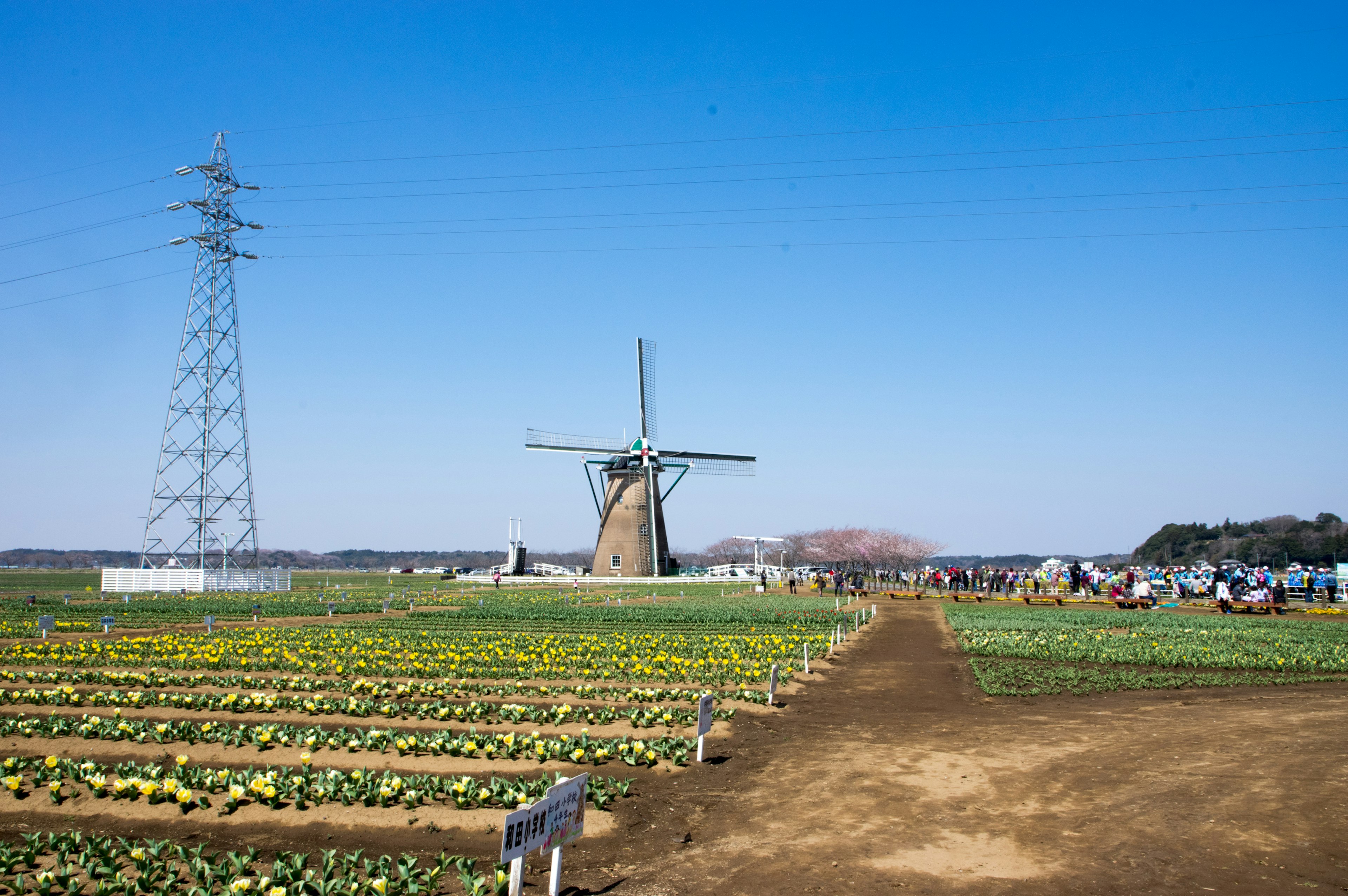 Paysage avec un moulin à vent et des champs de fleurs sous un ciel bleu clair avec une ligne électrique