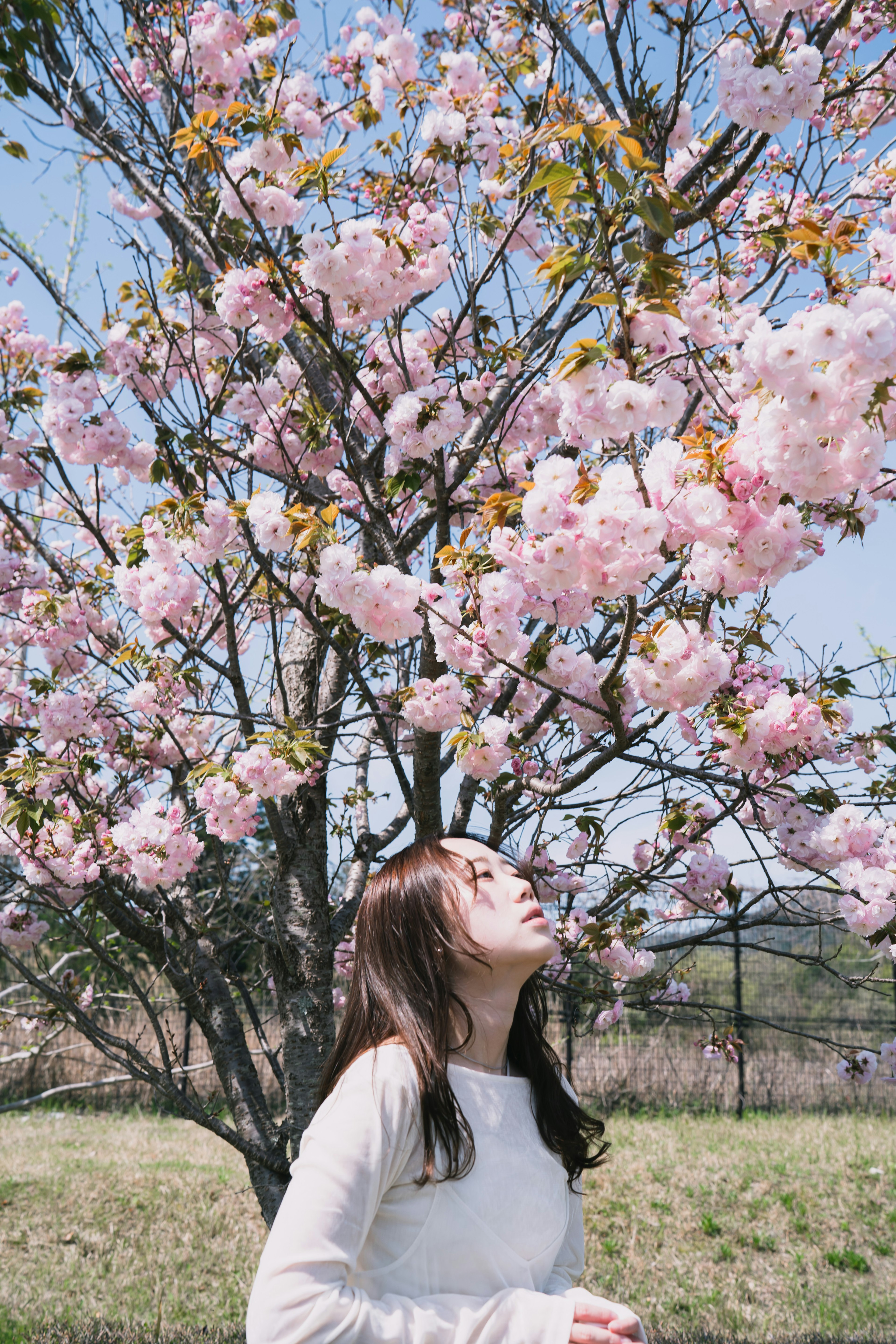 花の木の下で空を見上げる女性と桜の花