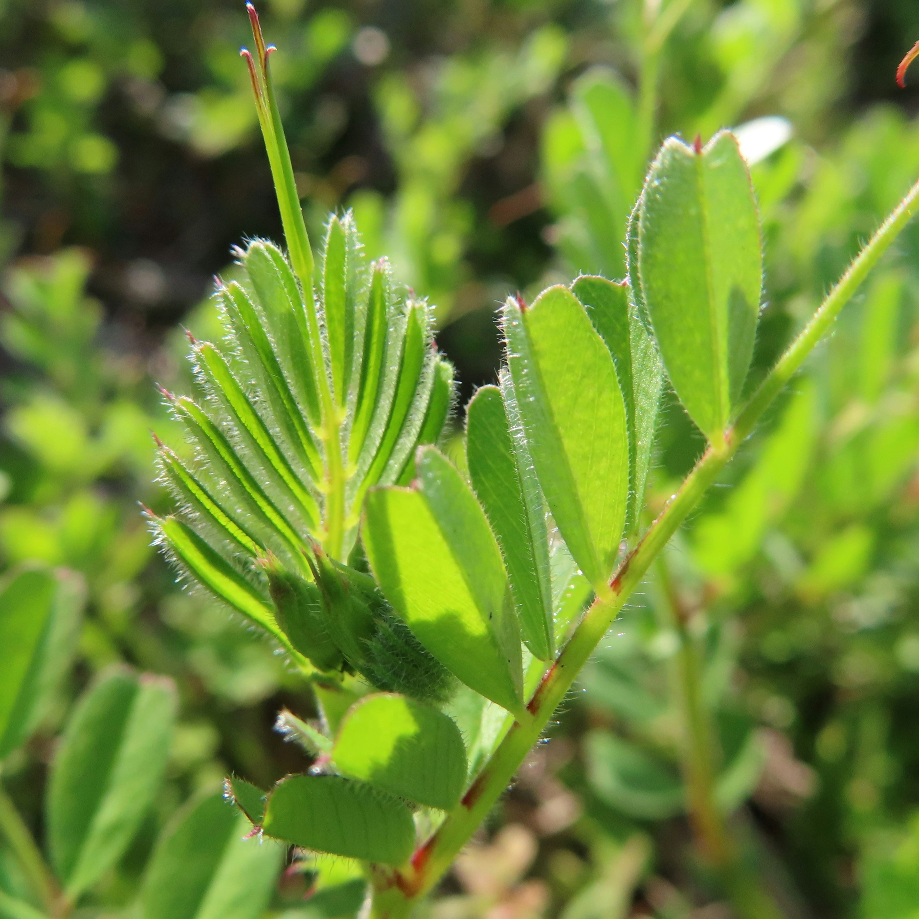 Close-up of a plant featuring green leaves and a hairy stem