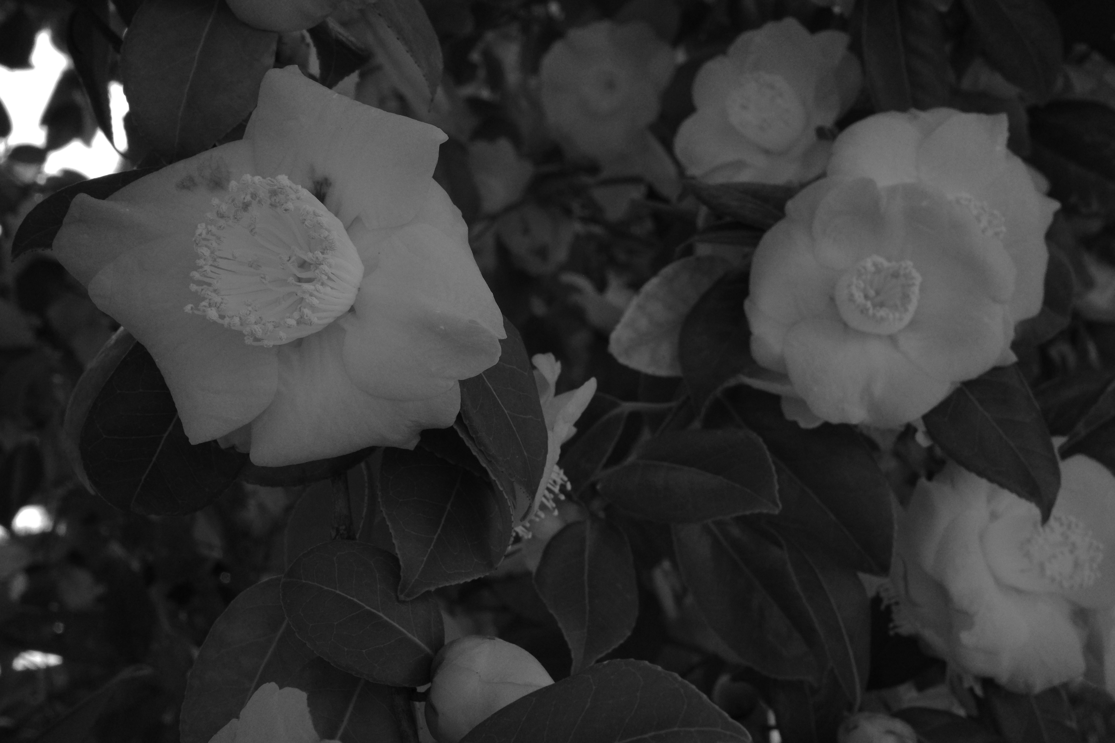 Close-up of camellia flowers and leaves in black and white