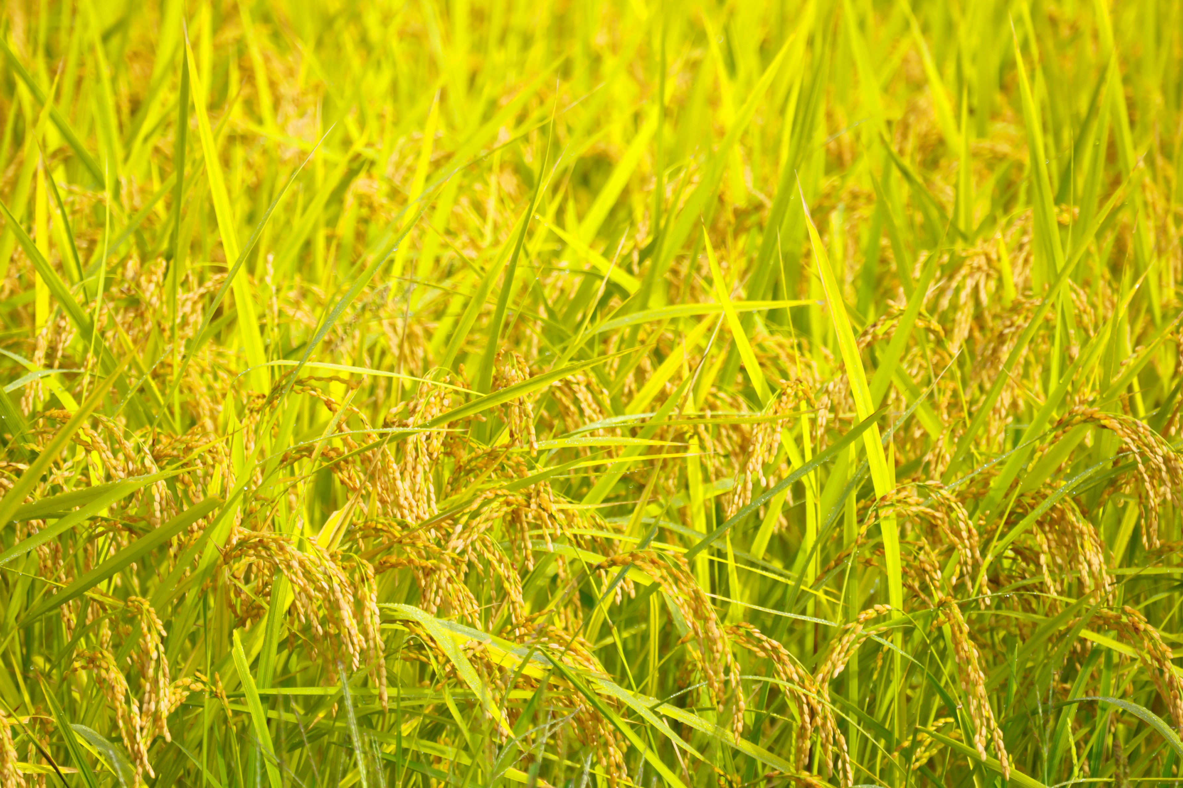 Tumpukan padi emas bergoyang di ladang di bawah sinar matahari