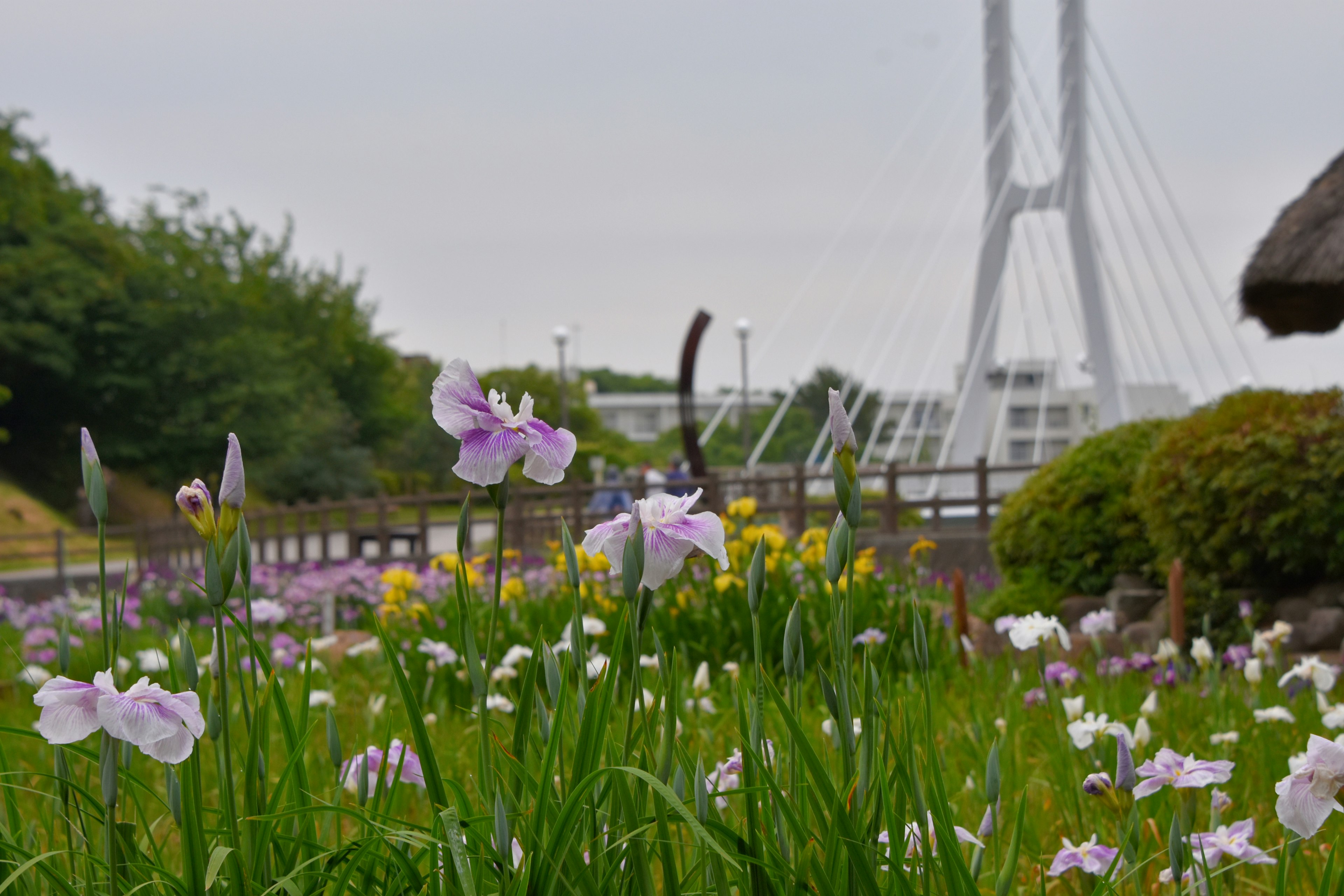 紫色の花と緑の草が広がる庭園の前に現代的な橋が見える風景