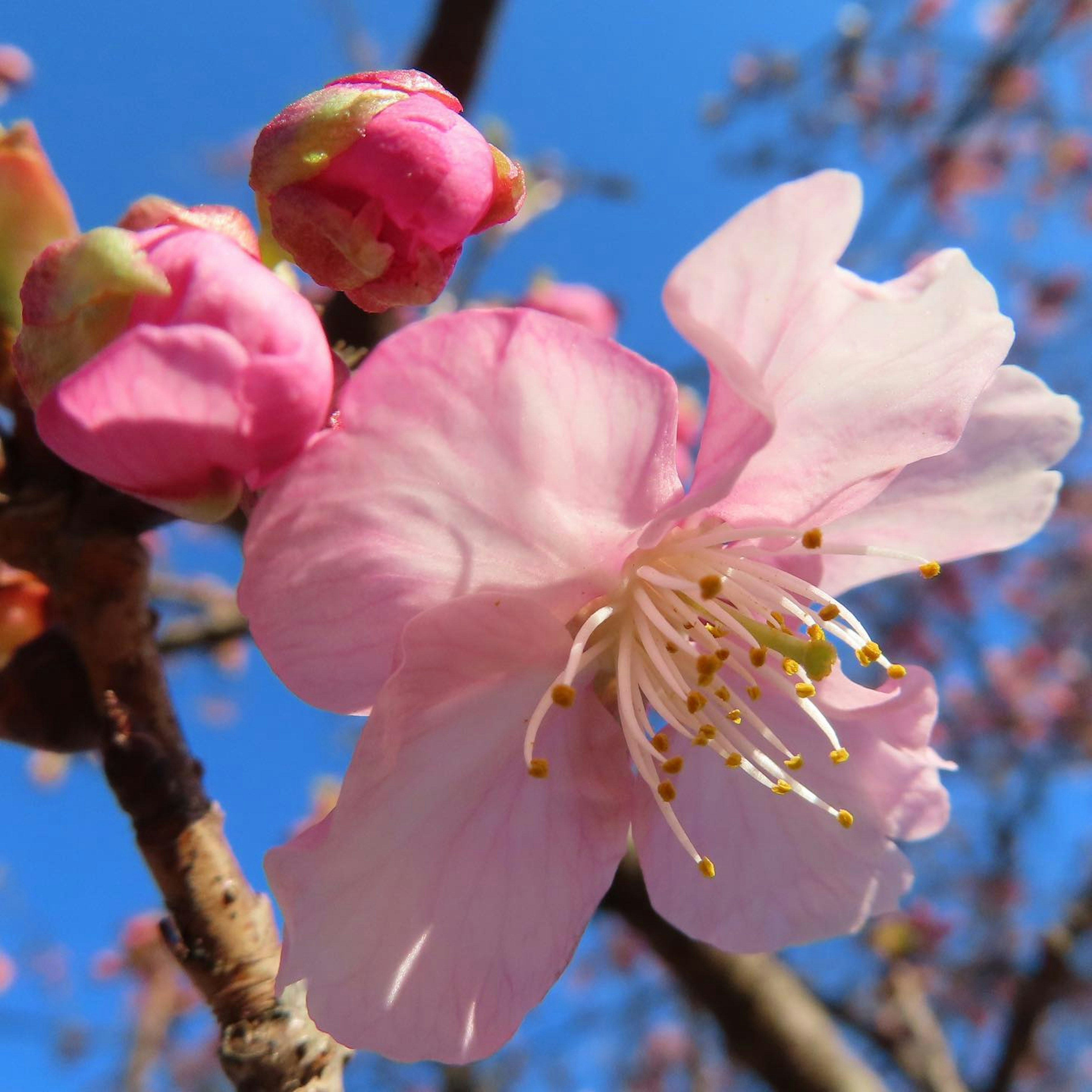 薄いピンクの桜の花とつぼみが青空の下に咲いている