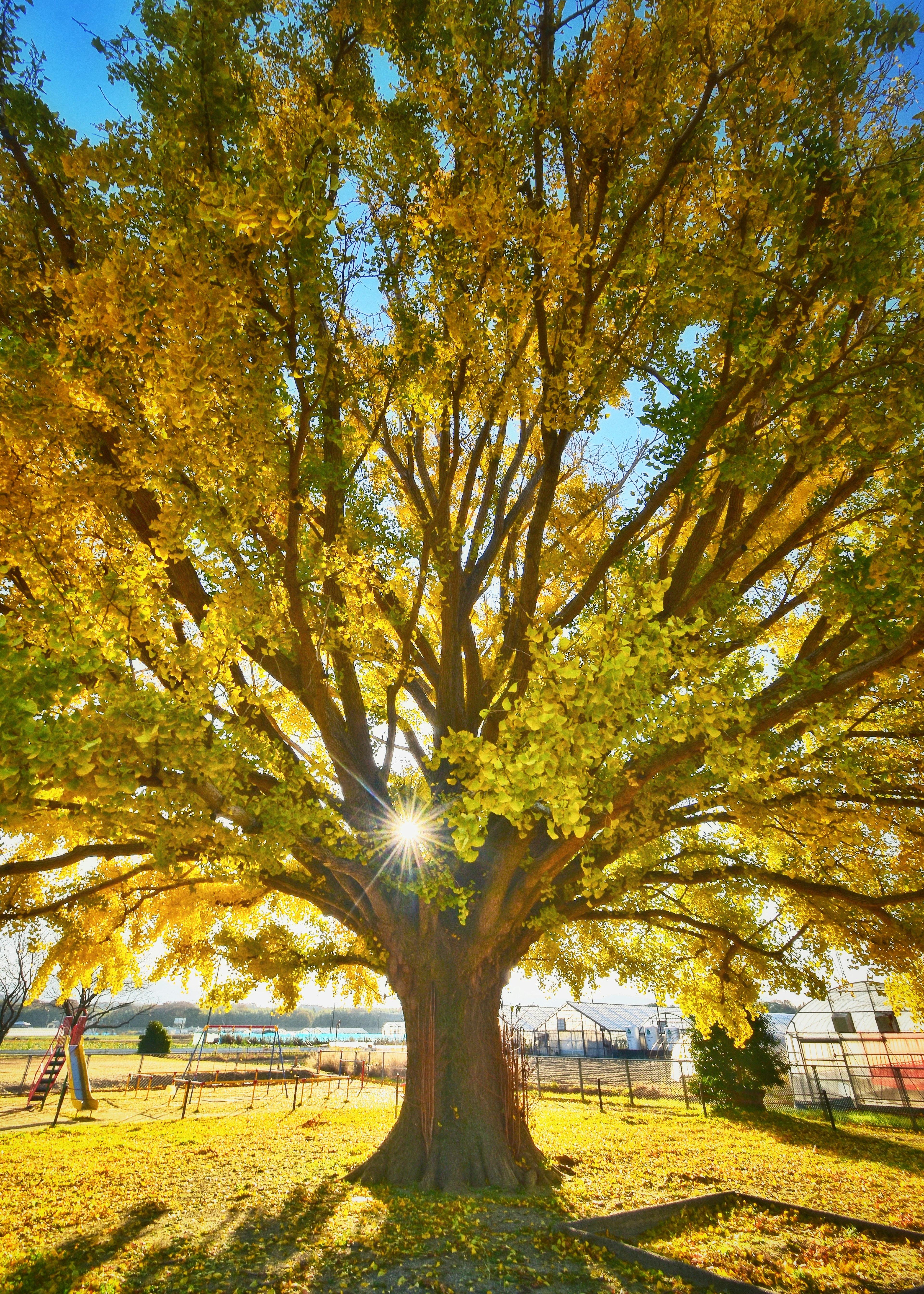 A large tree with vibrant yellow leaves standing in sunlight