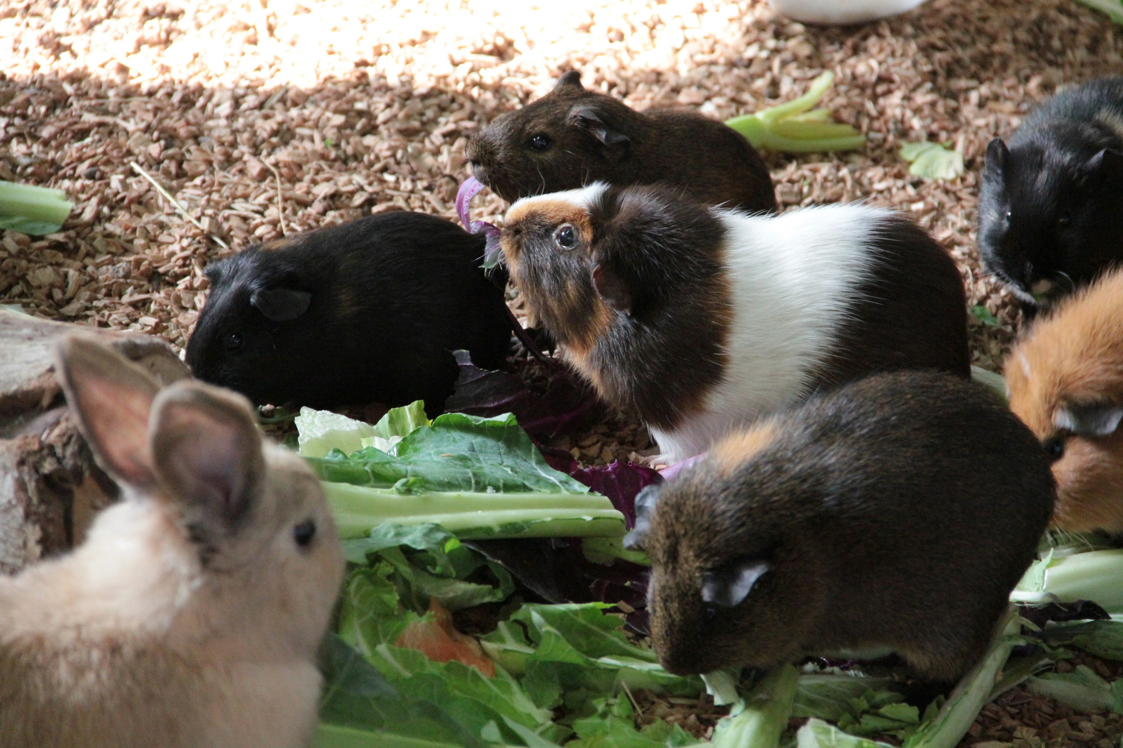 Several guinea pigs and a rabbit eating vegetables