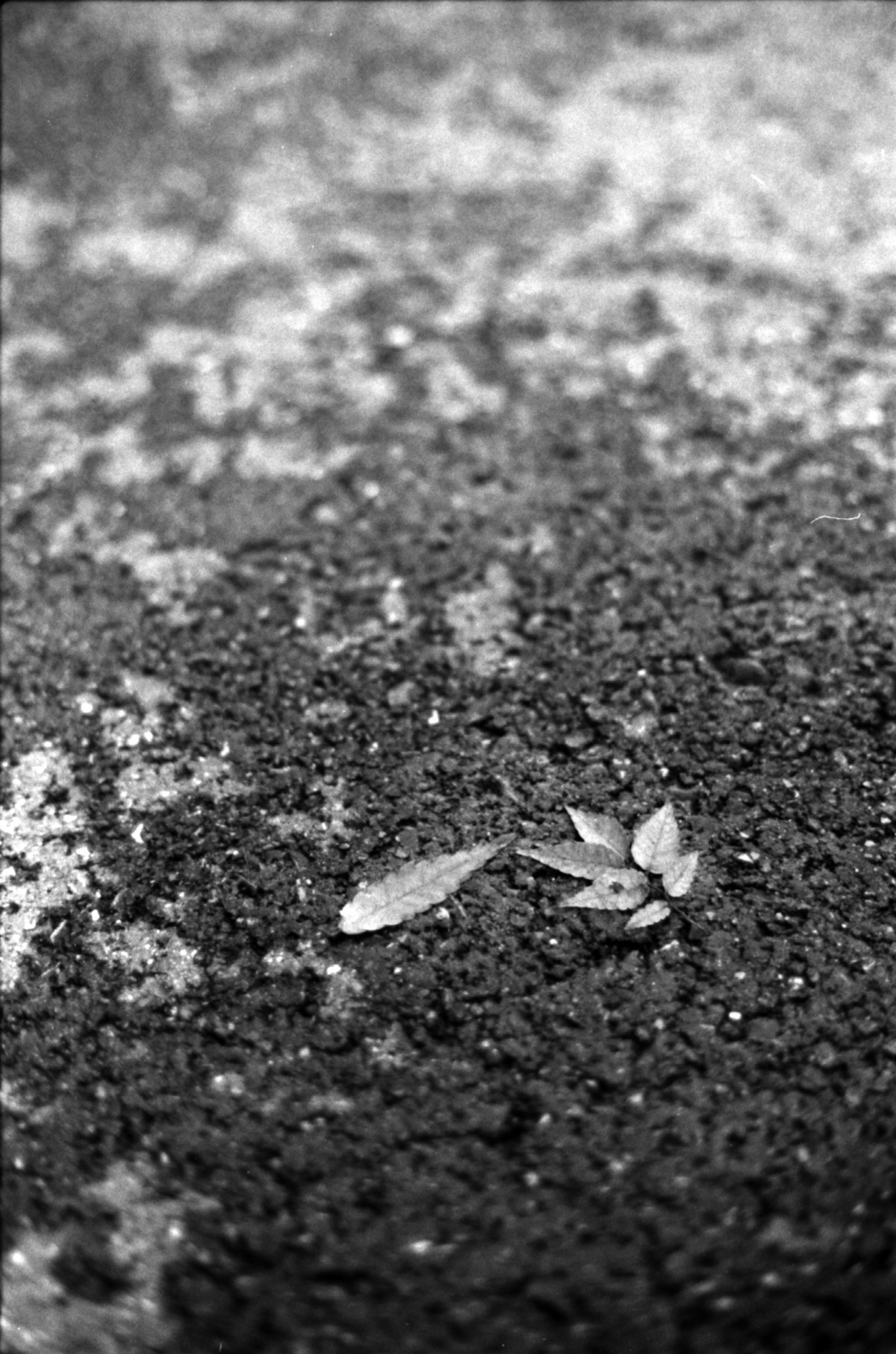 Ein kleines Blatt und eine Pflanze auf einer strukturierten Steinoberfläche in Schwarzweiß