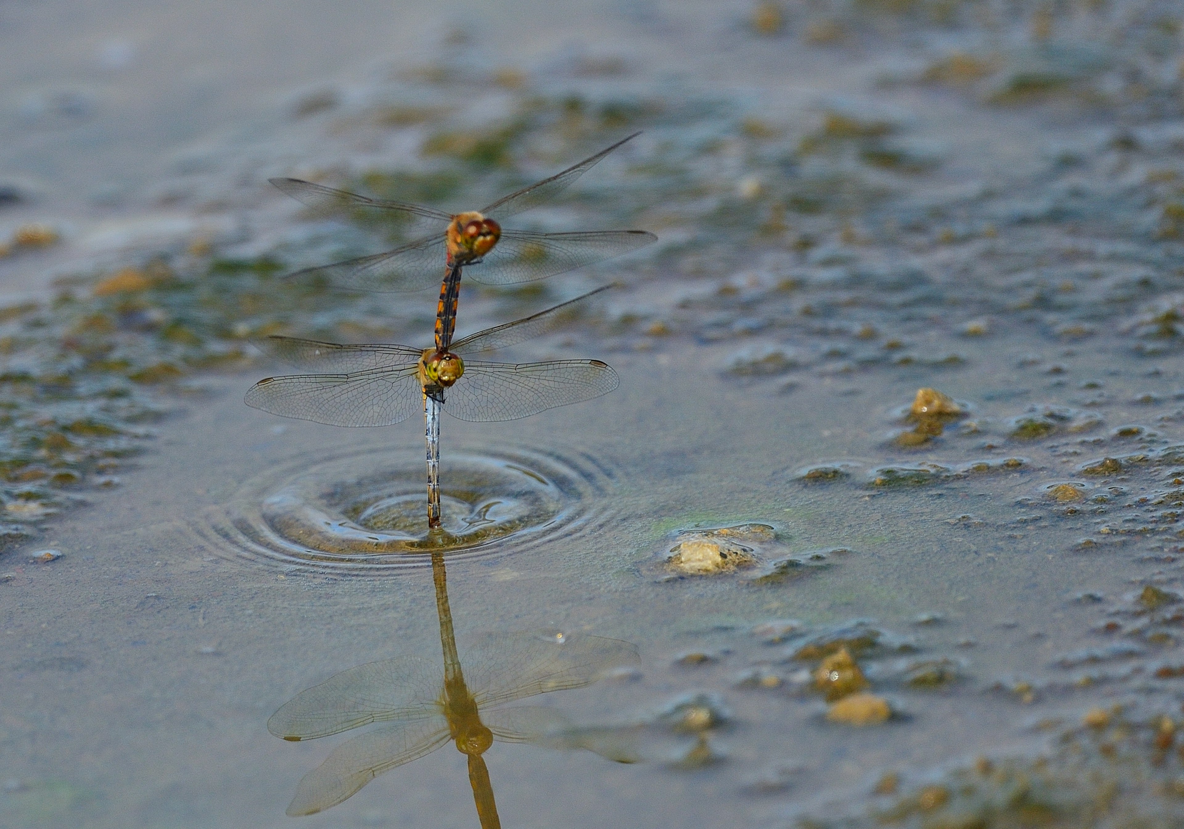 Image d'une tige de plante créant de petites ondulations à la surface de l'eau