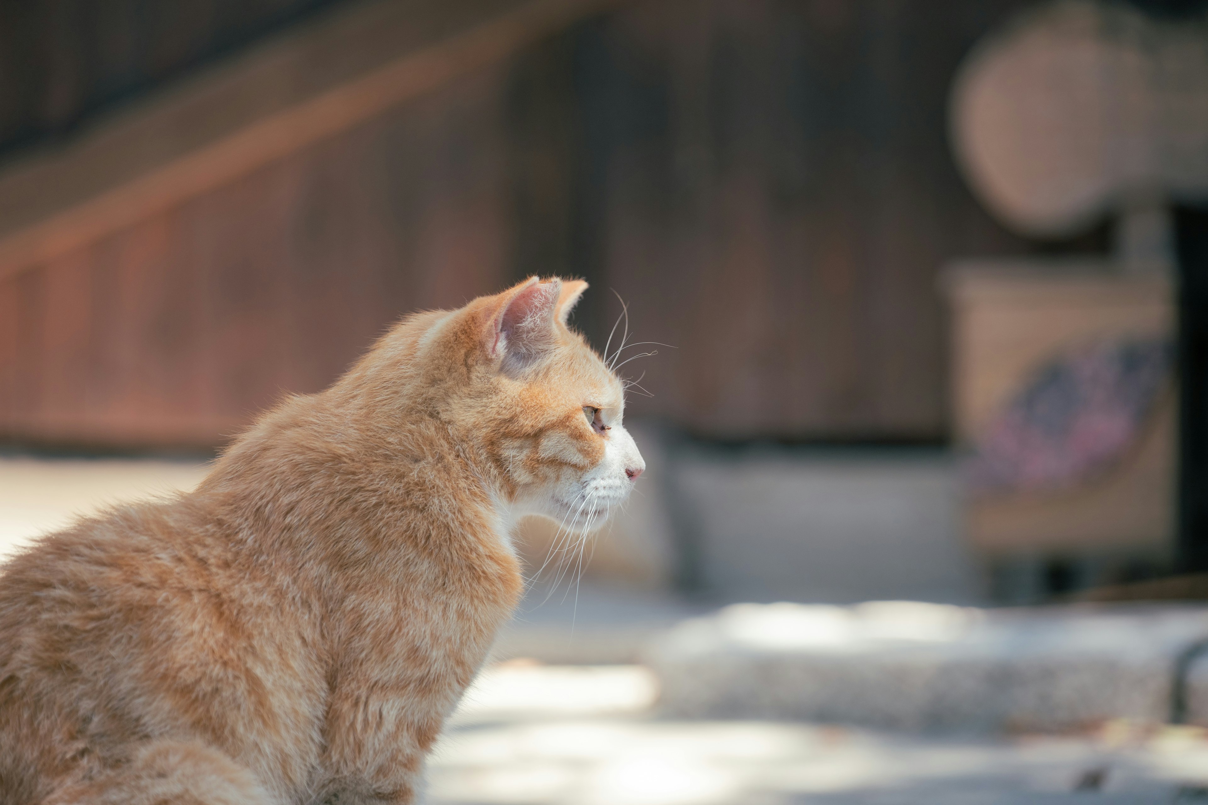 Gatto arancione seduto di lato in un ambiente sereno