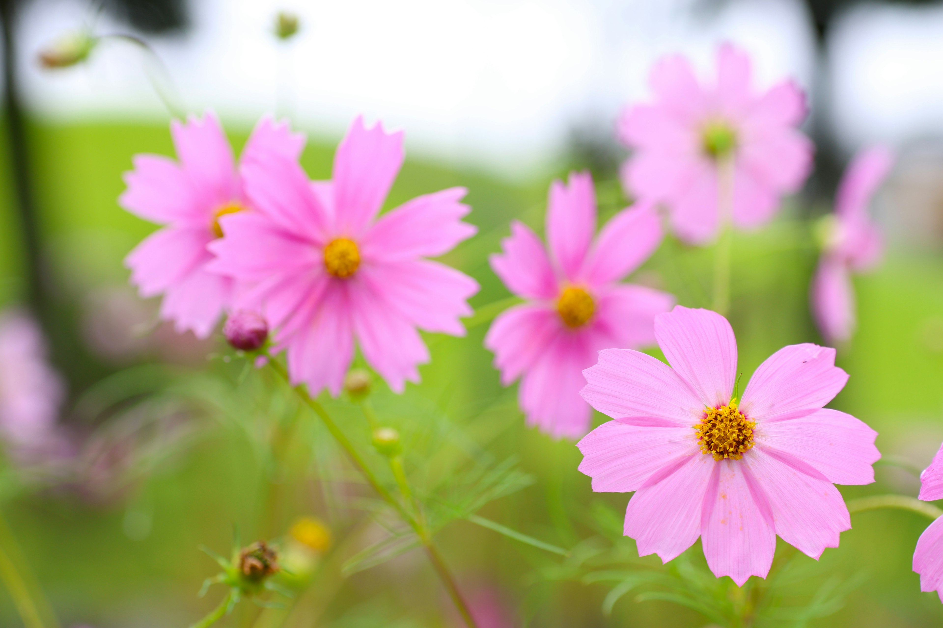 ピンクのコスモスの花が咲いている風景