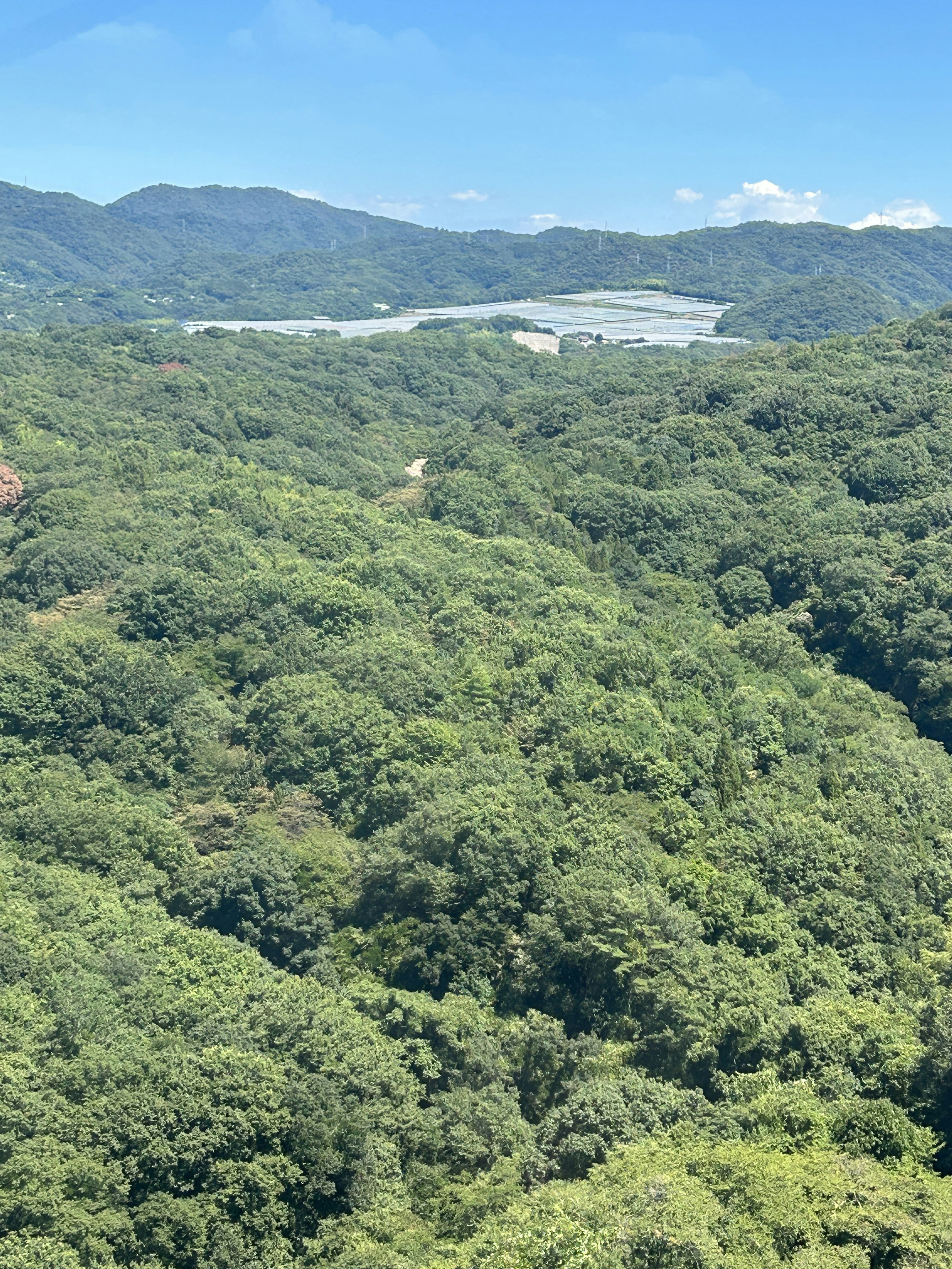 緑豊かな山々と広がる森林の景観