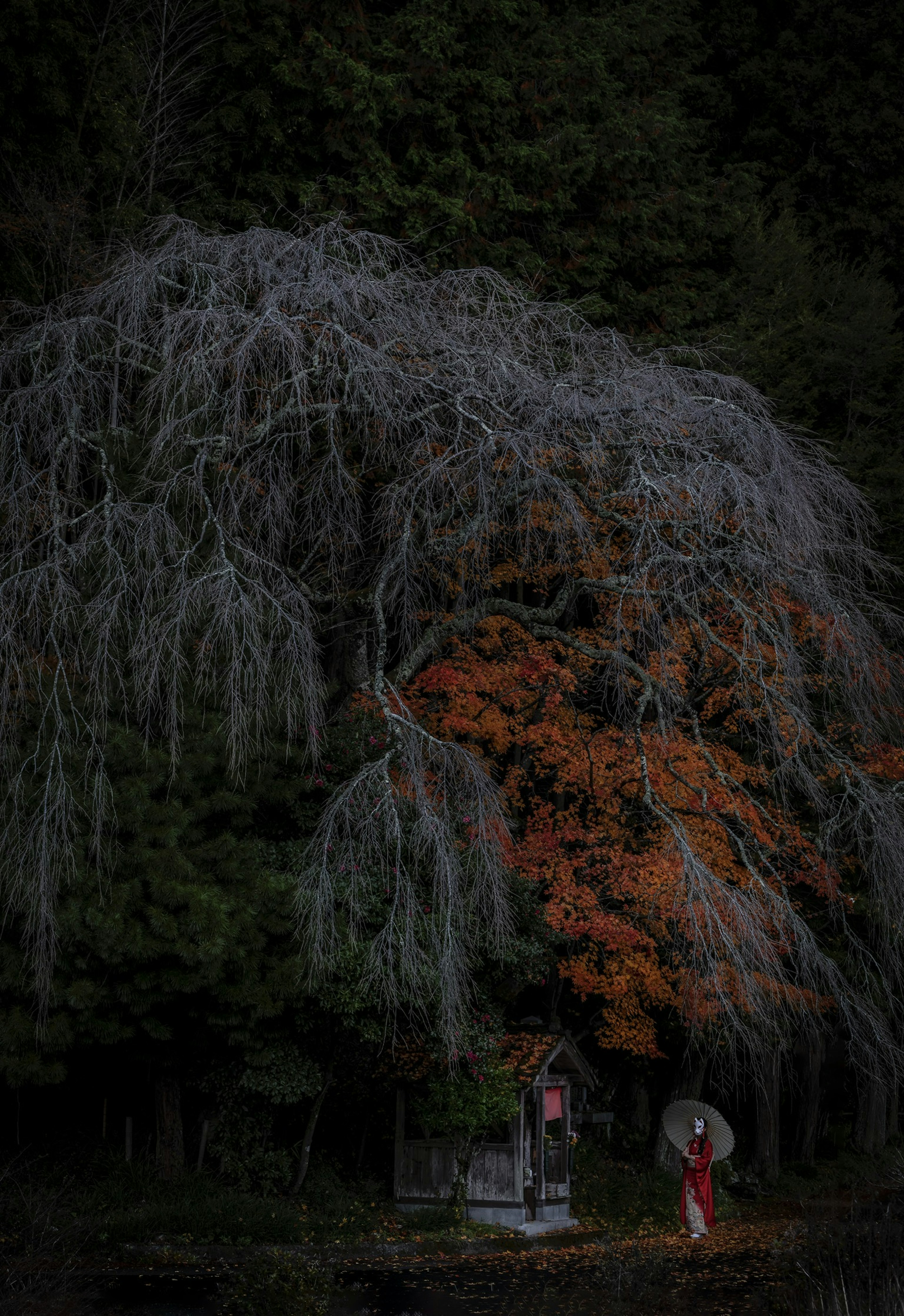 Un grand cerisier pleureur dans un environnement sombre avec des feuilles aux couleurs d'automne