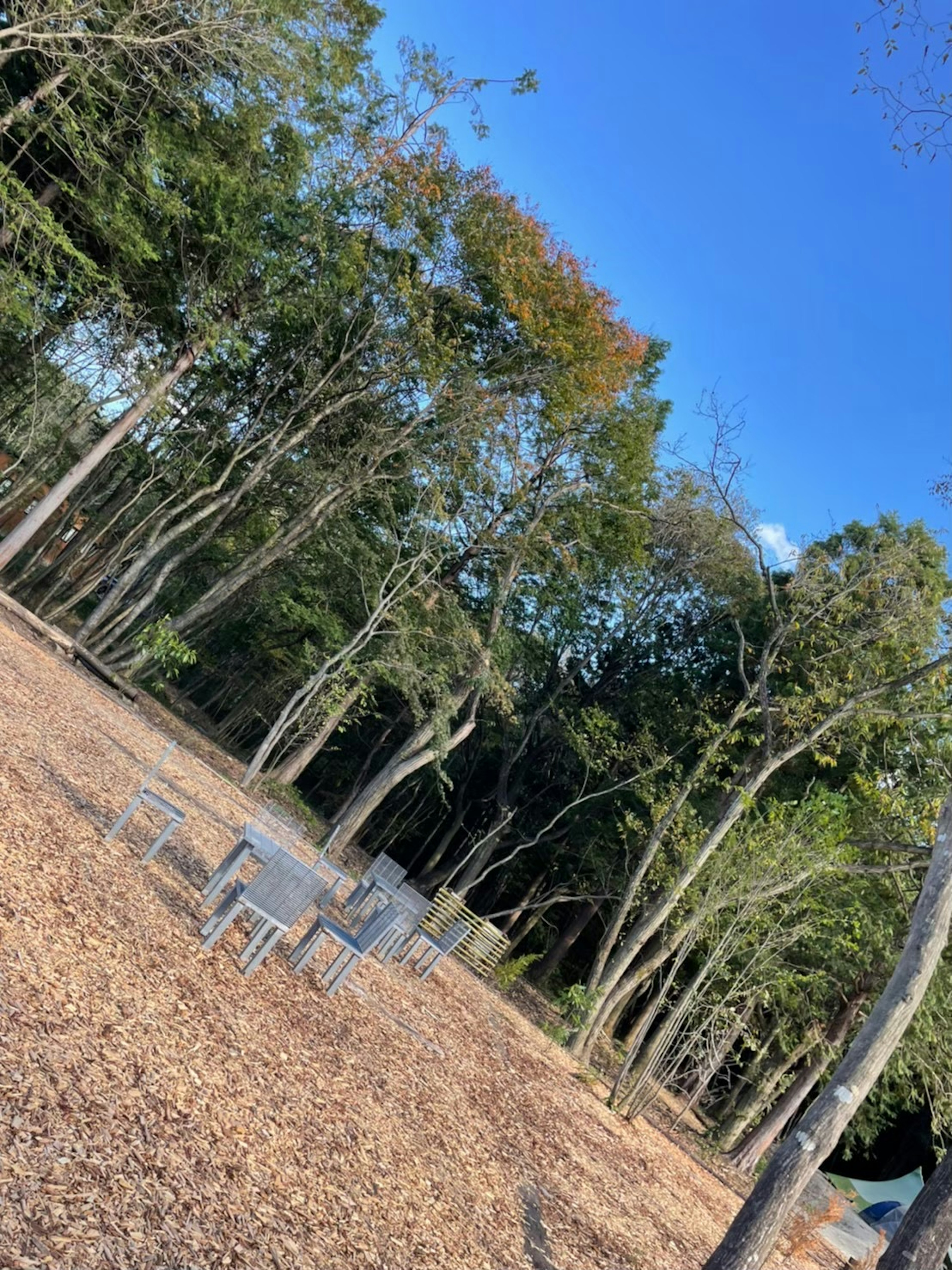 青空と緑の木々が広がる公園の風景 木のチップが敷かれた地面に置かれた椅子