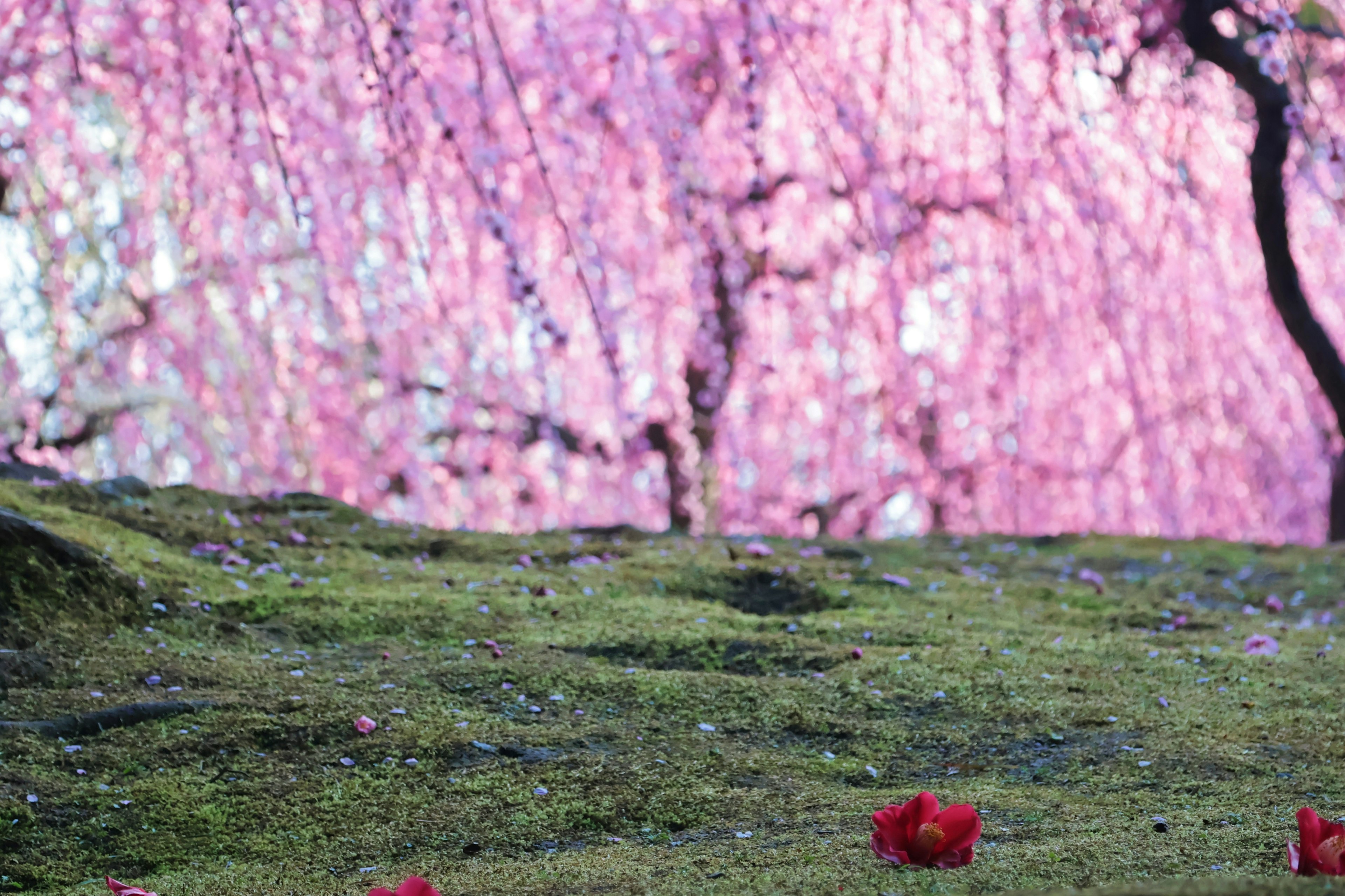 Prato verde lussureggiante con fiori rossi sparsi e uno sfondo di alberi di ciliegio in fiore