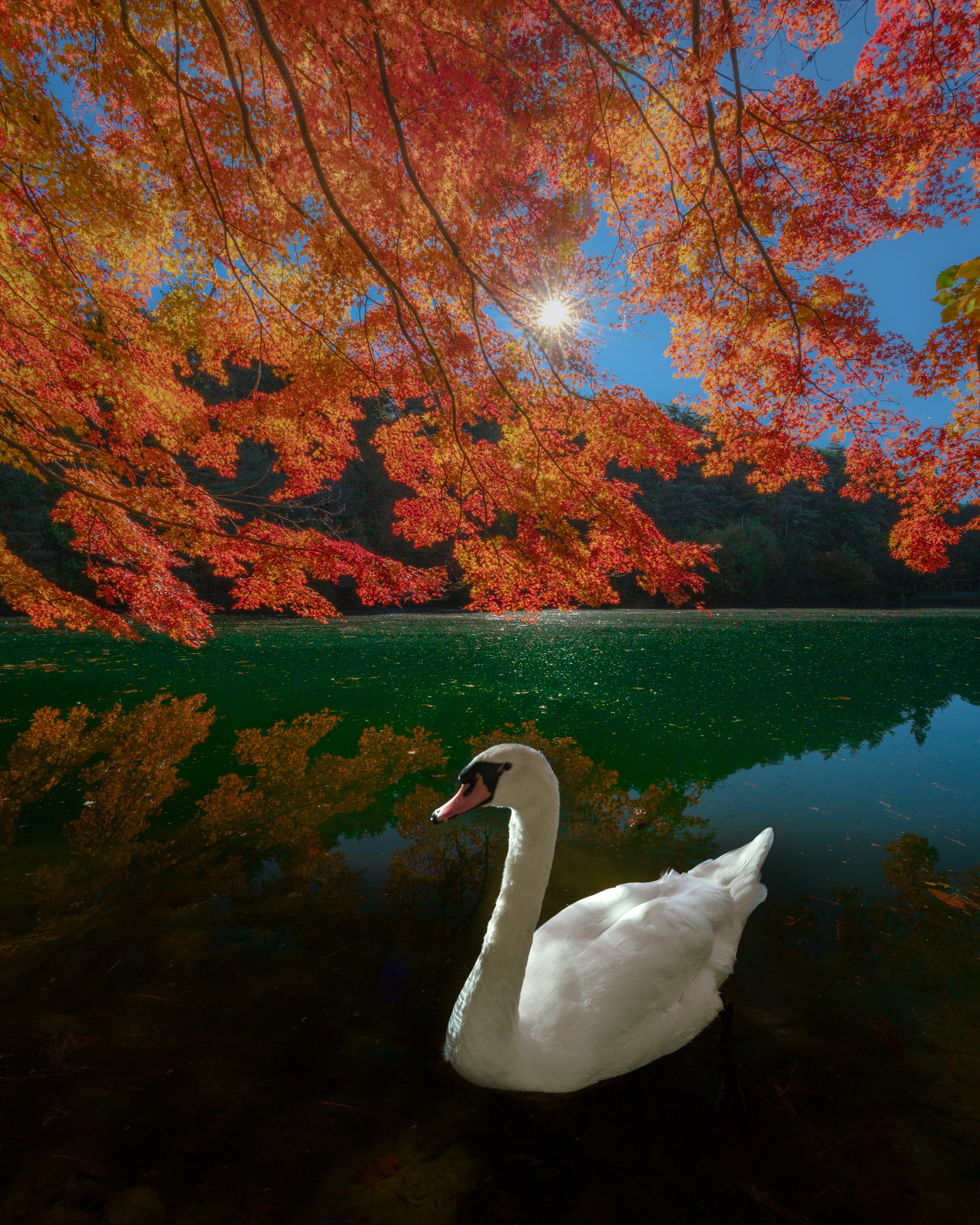 白鳥が美しい秋の紅葉の下で泳いでいる風景