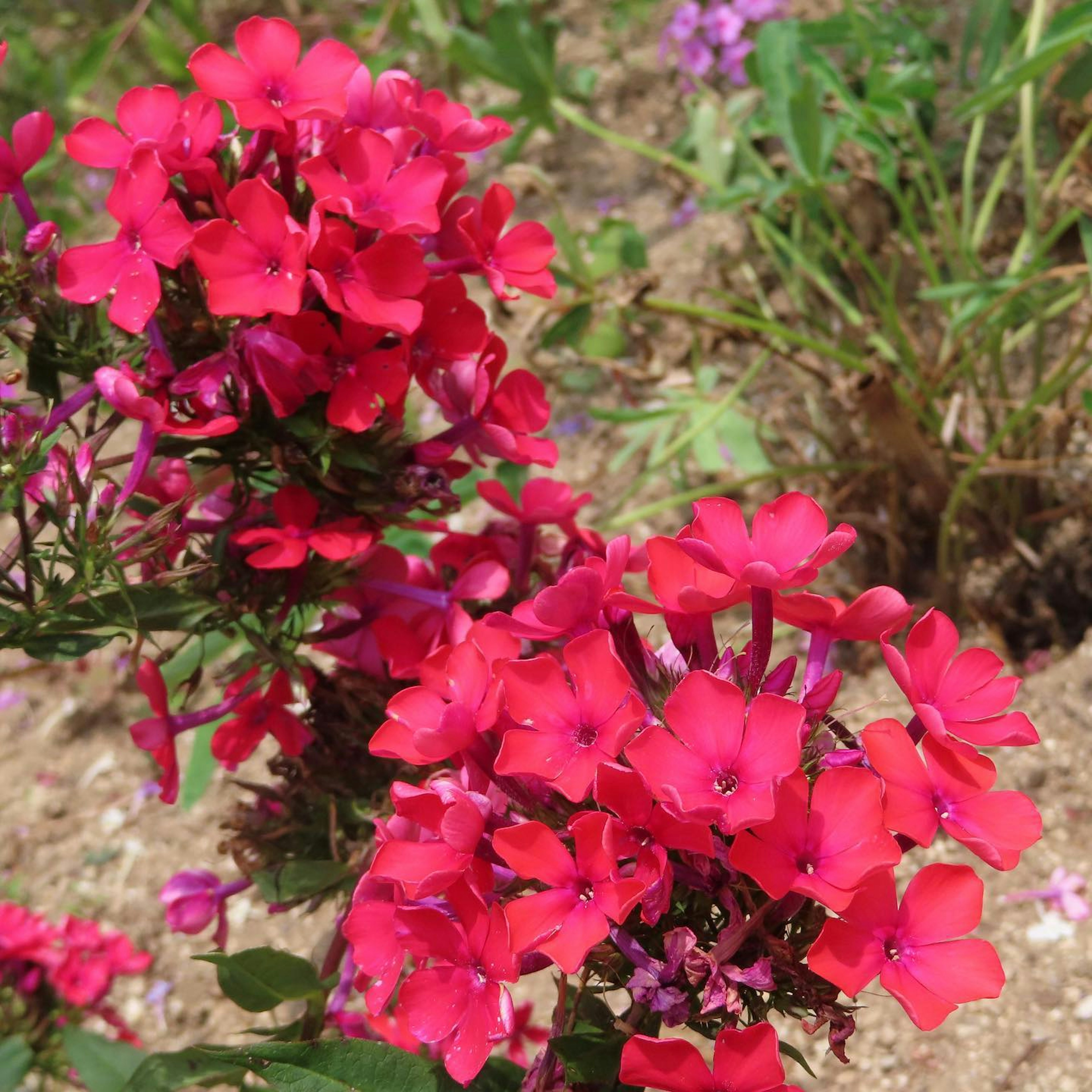 Fleurs de phlox rouges vives en fleurs dans un jardin