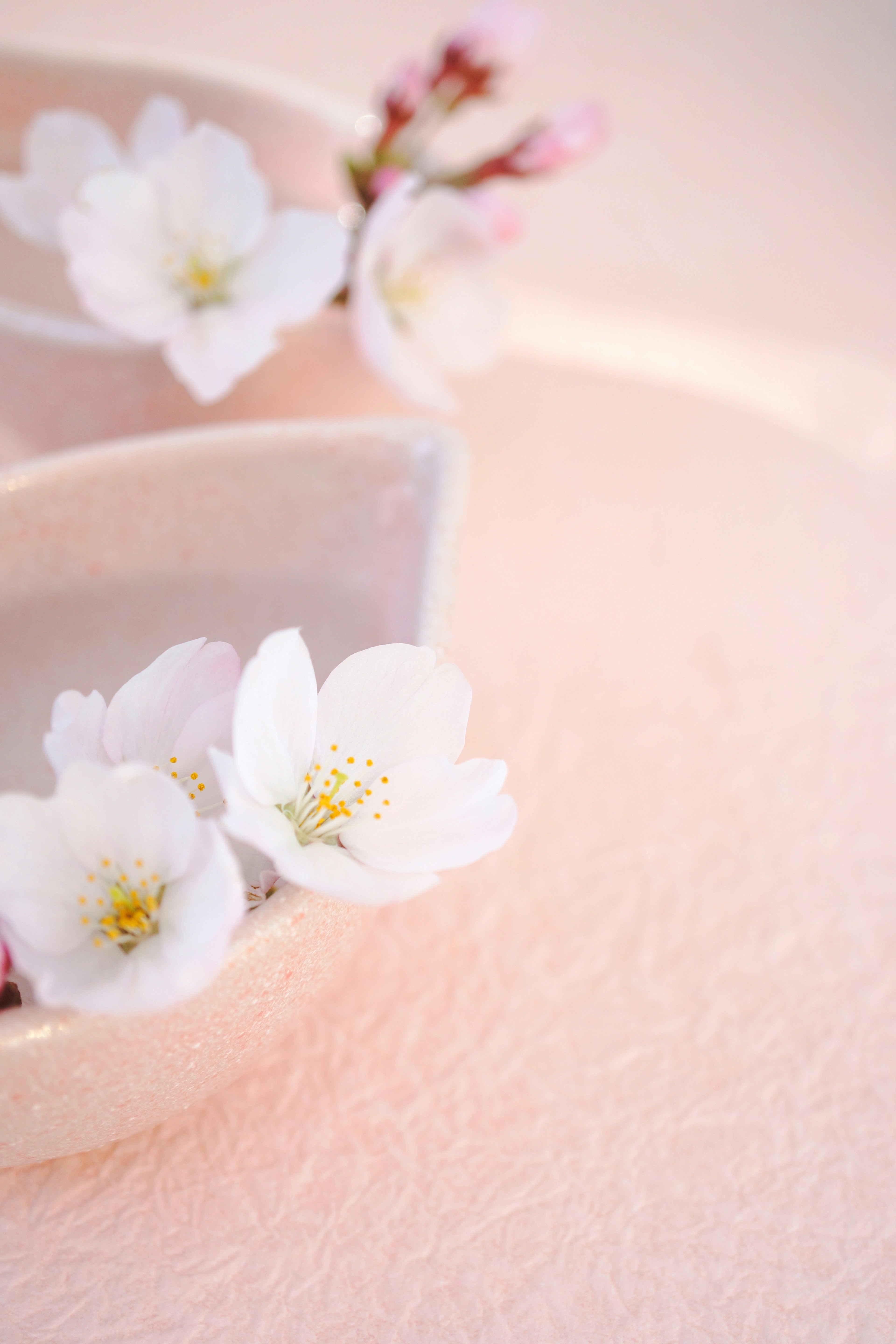 Hermosa combinación de flores de cerezo blancas y fondo rosa suave