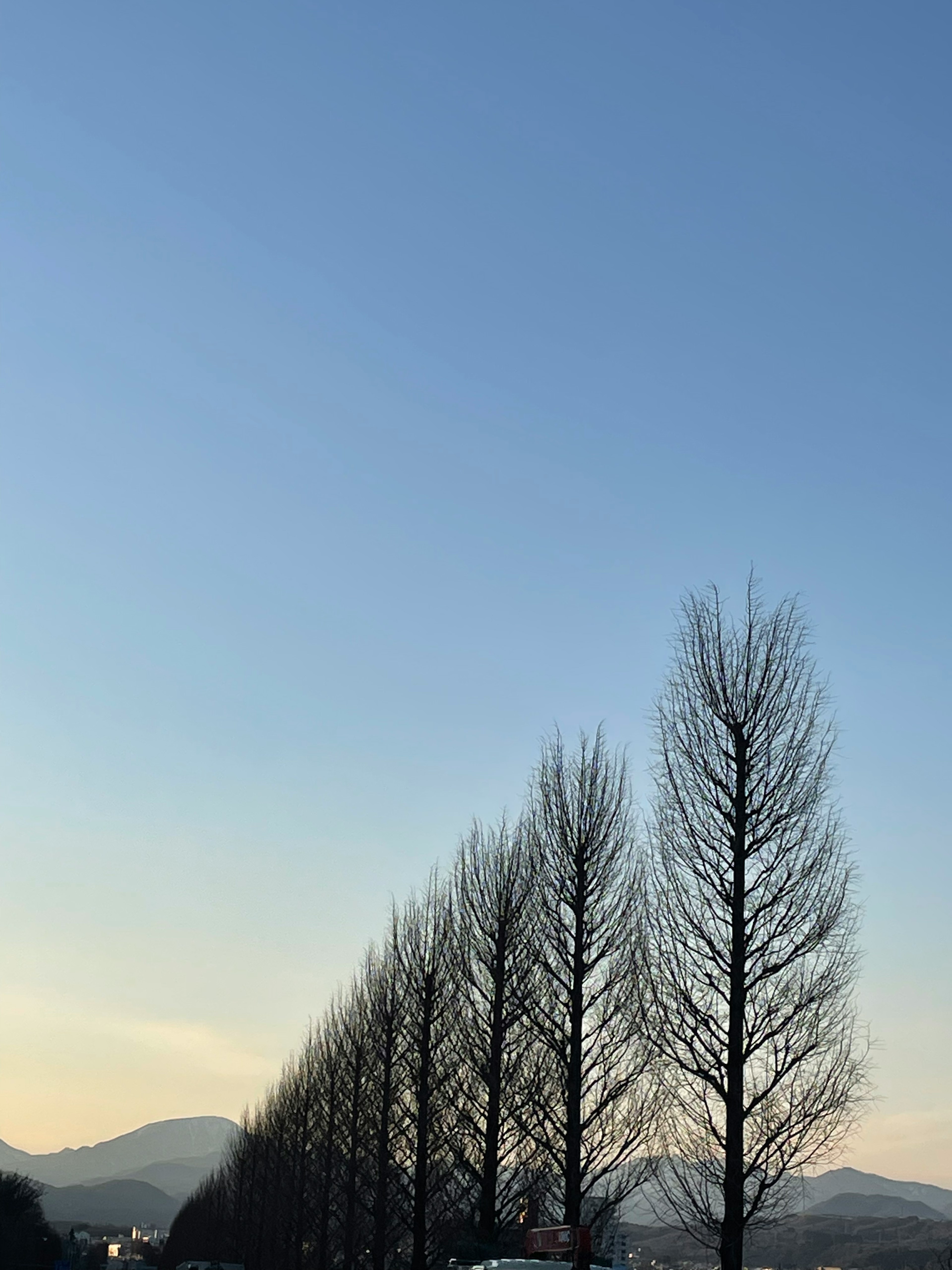 青空の下に立ち並ぶ細い木々と山々の景色