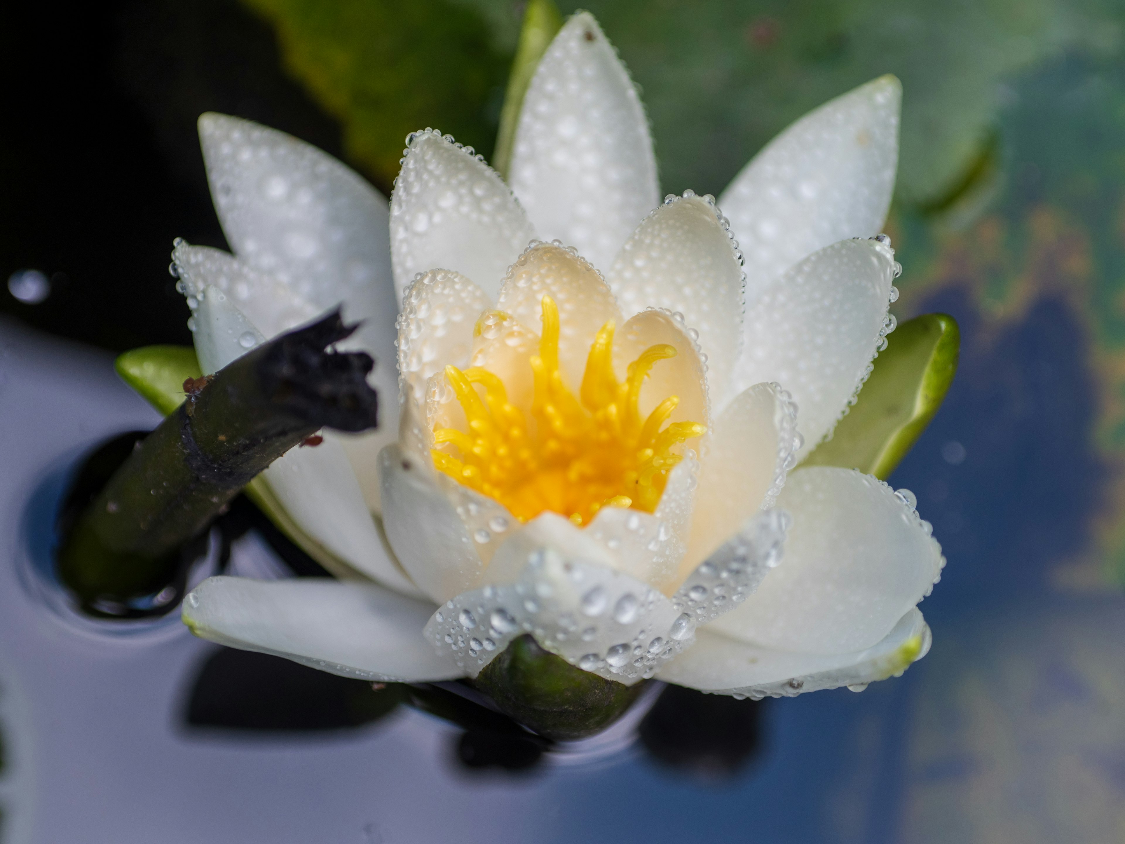 Fiore di ninfea bianco con centro giallo che galleggia sull'acqua