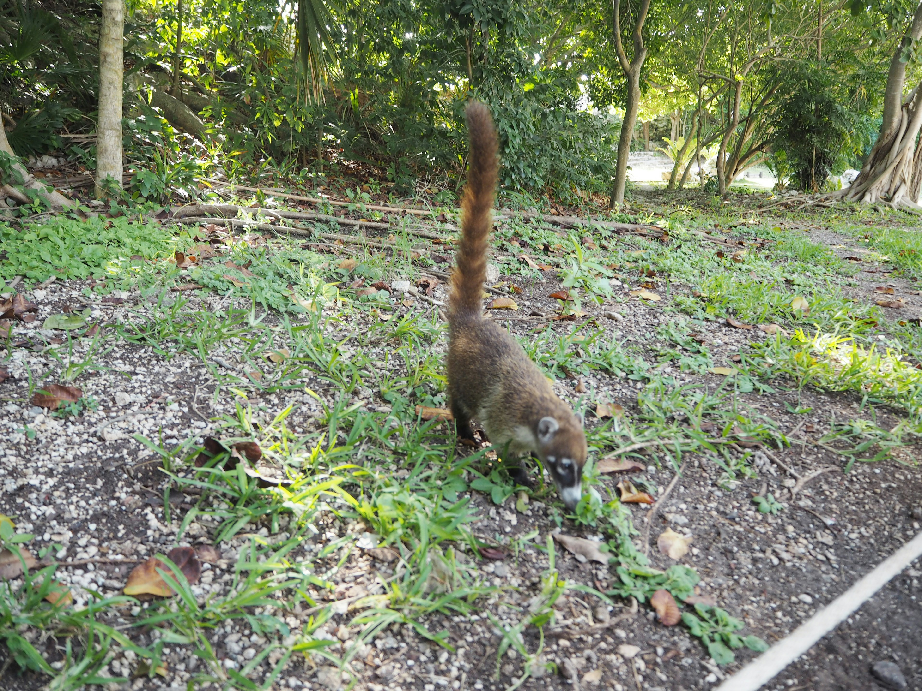 Coati che cammina sull'erba verde con una lunga coda distintiva