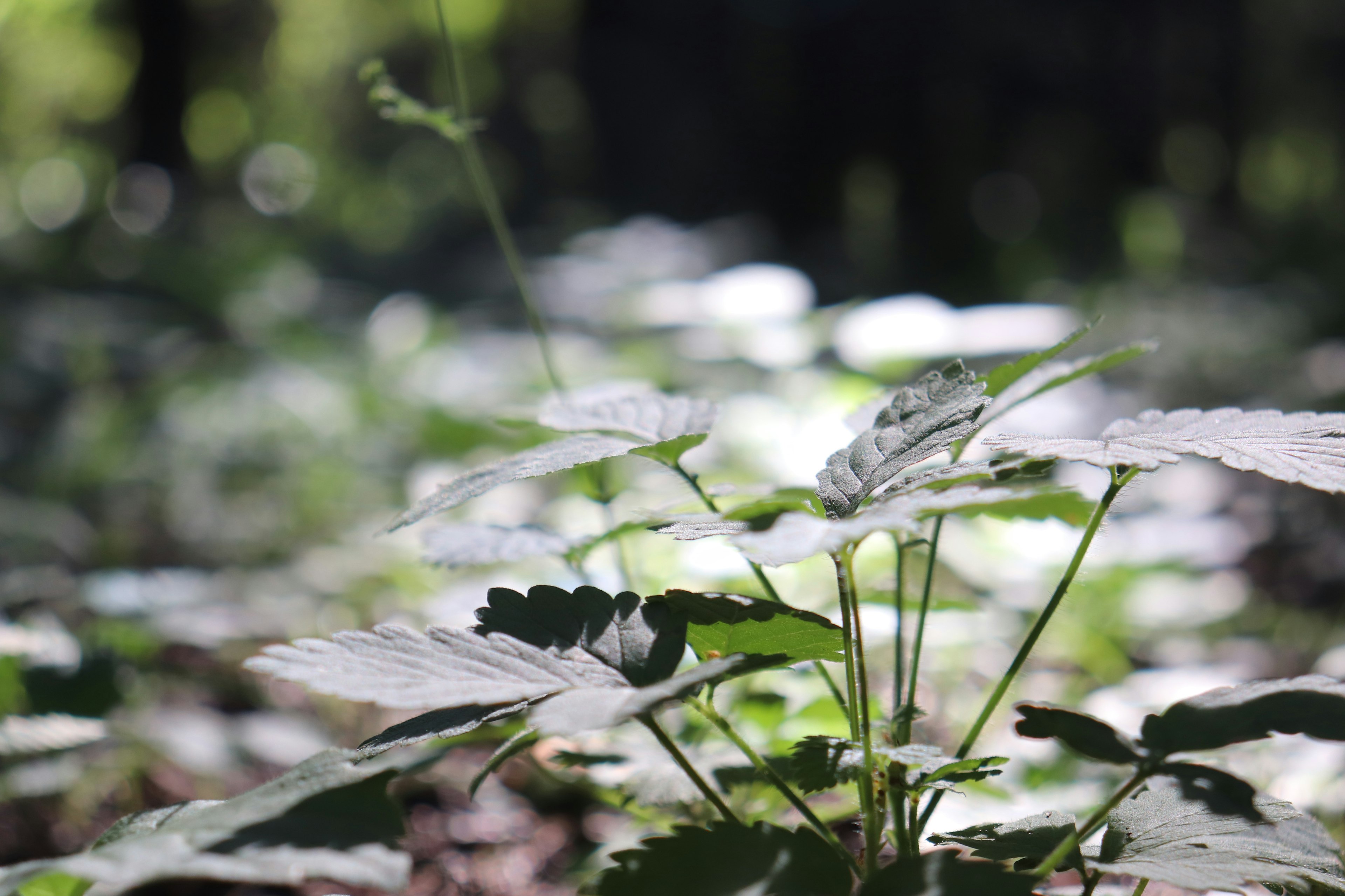 Tanaman dengan daun hijau tumbuh di hutan dengan cahaya lembut yang menyaring