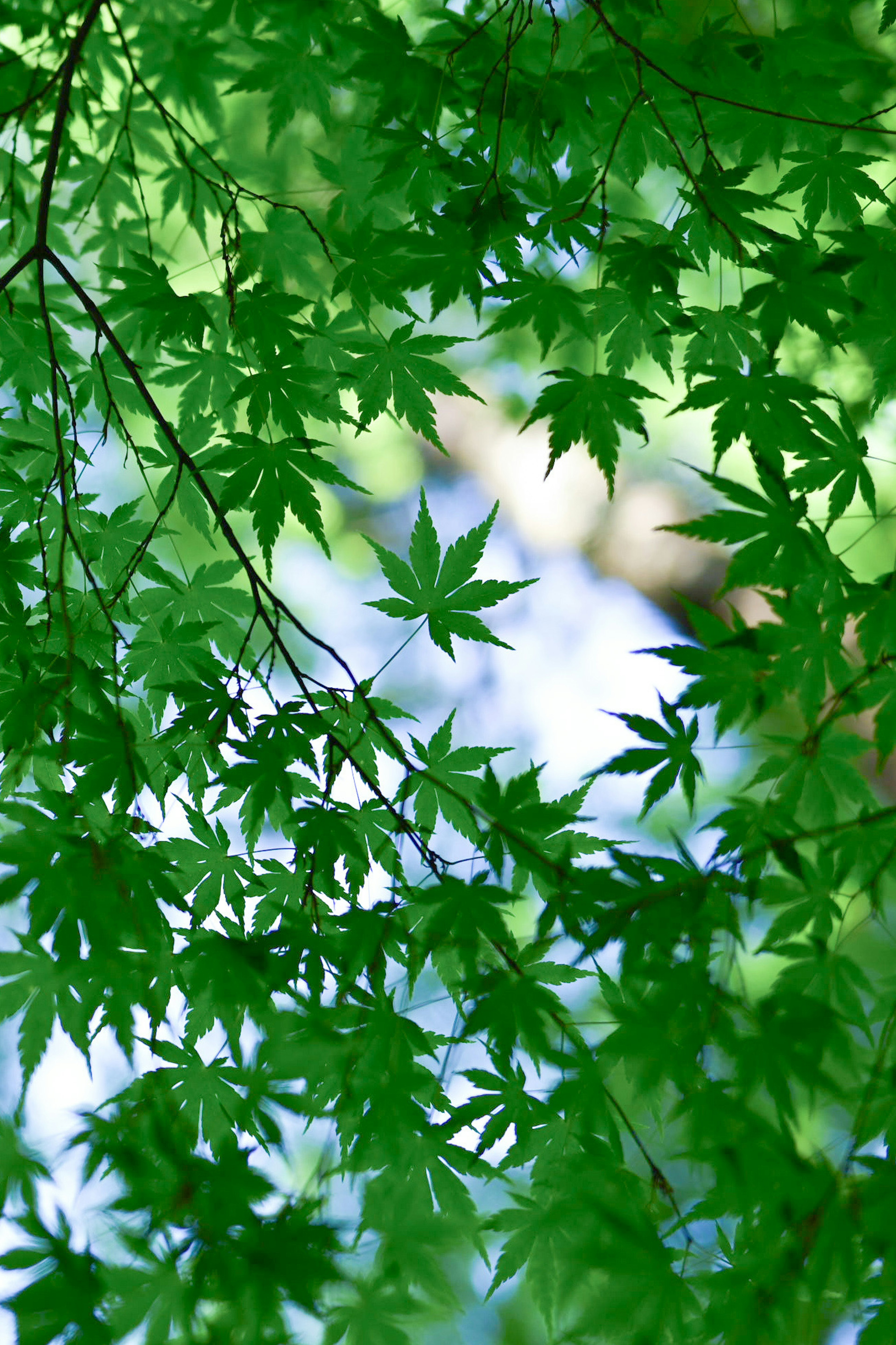 Lush green maple leaves creating a serene canopy