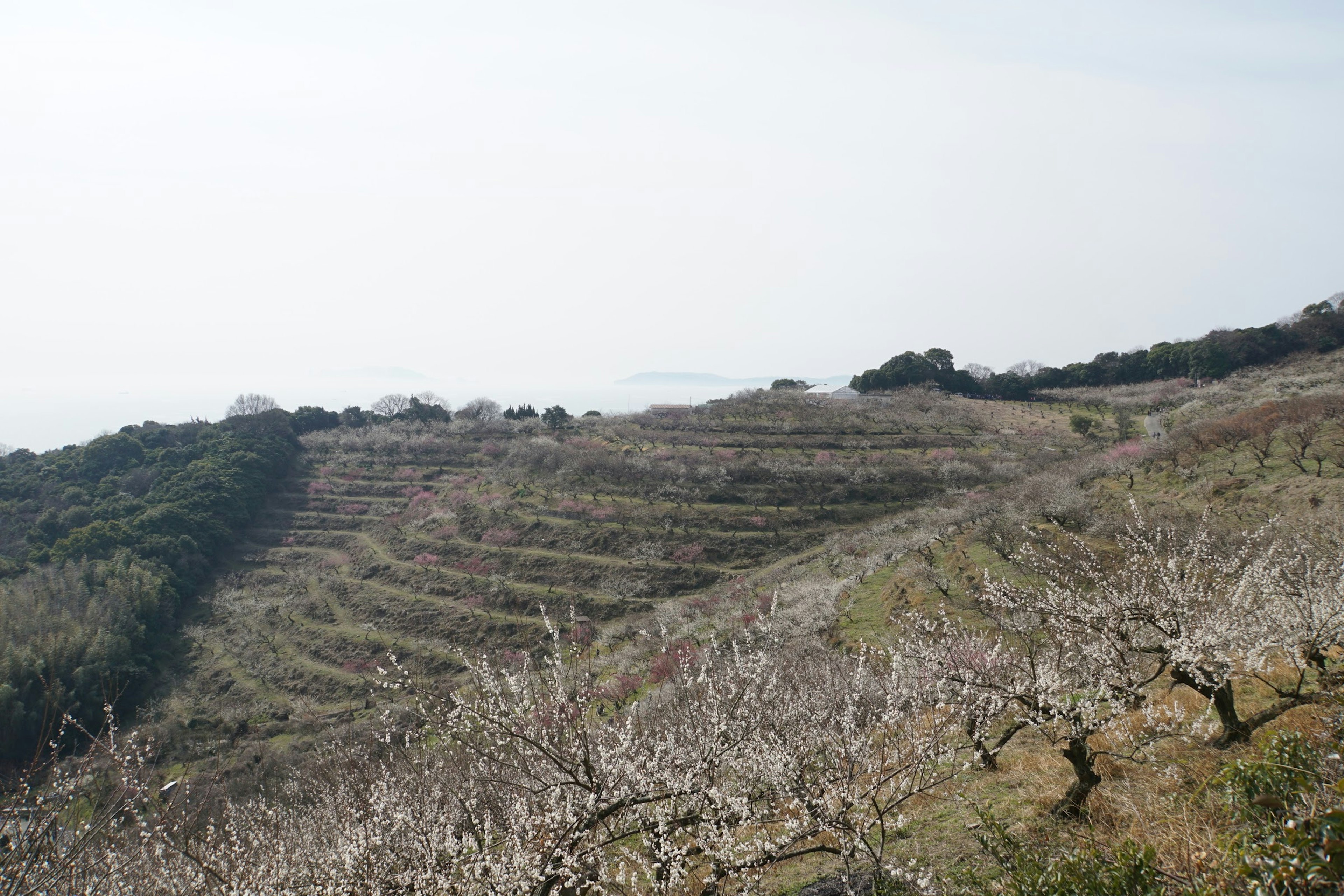 Colline espansiva con terrazze agricole ordinate