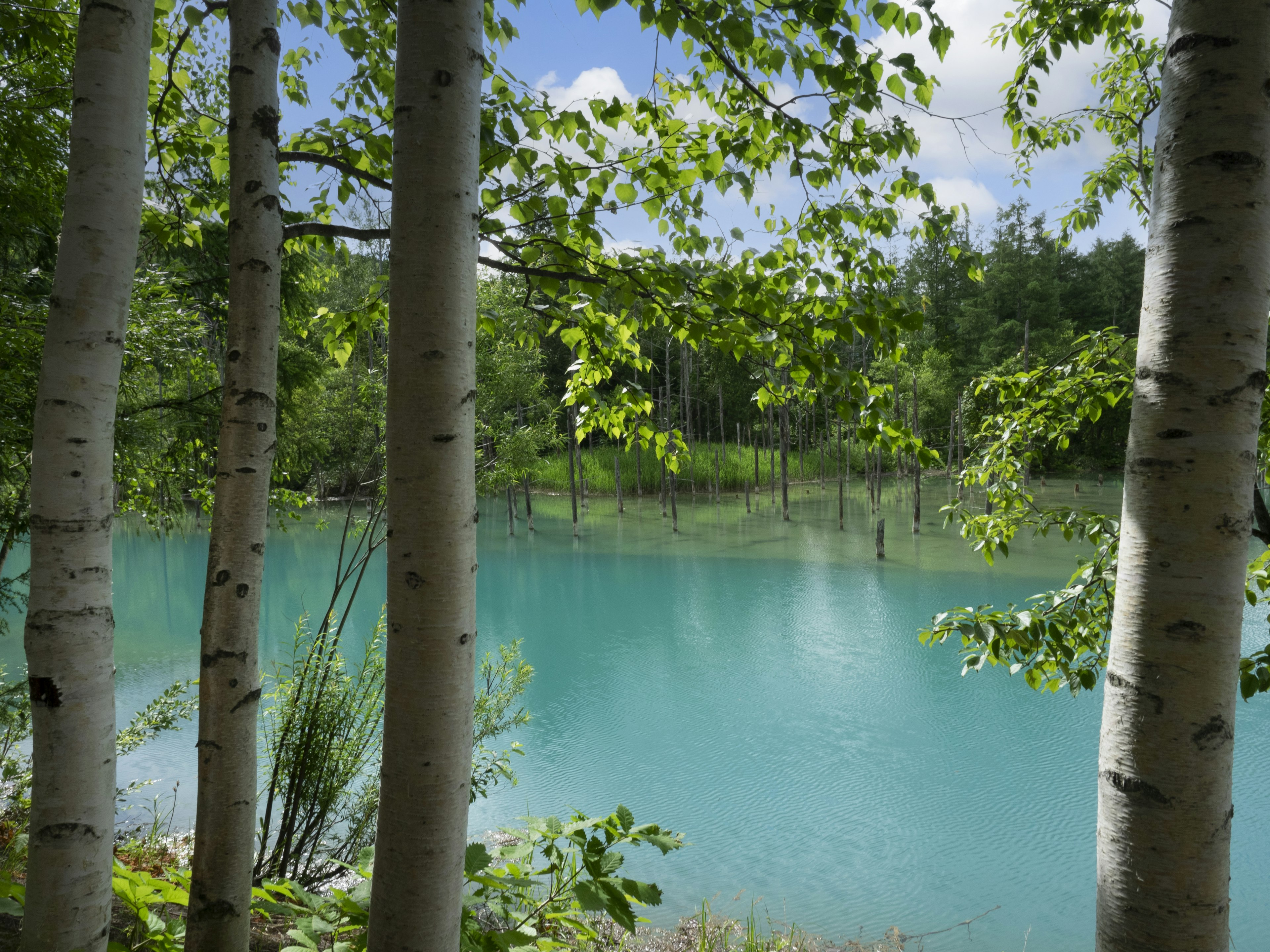 Pemandangan danau turquoise yang dikelilingi pohon birch